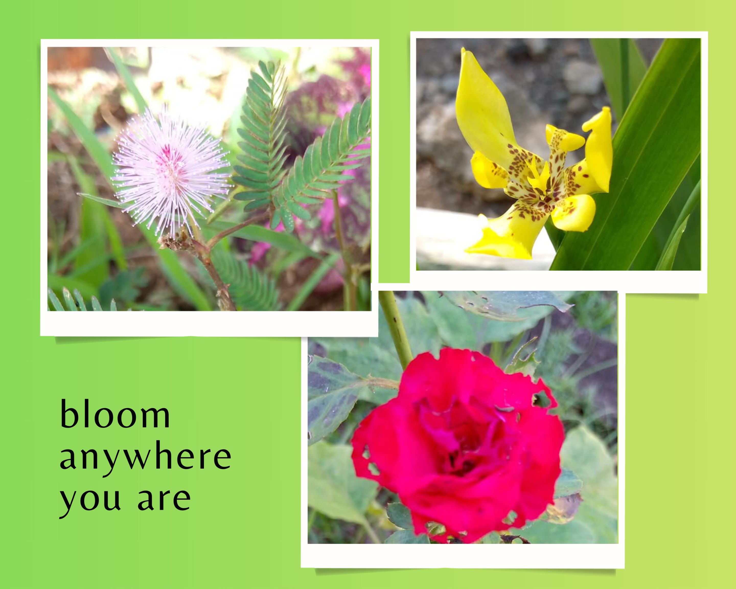 Green and White Simple Pictorial Scrapbook Photo Collage.jpg