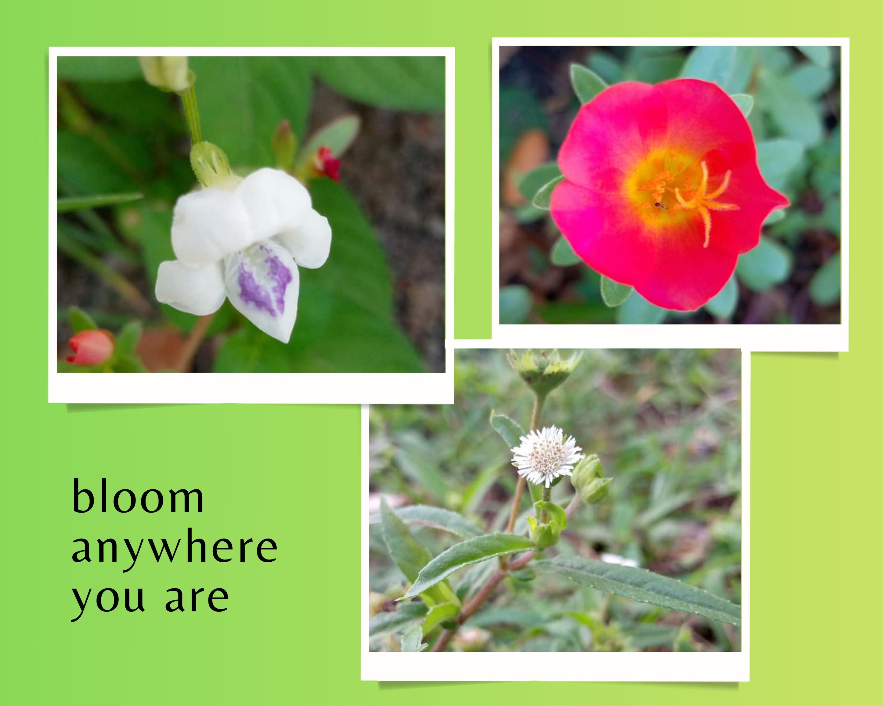 Green and White Simple Pictorial Scrapbook Photo Collage (2).jpg