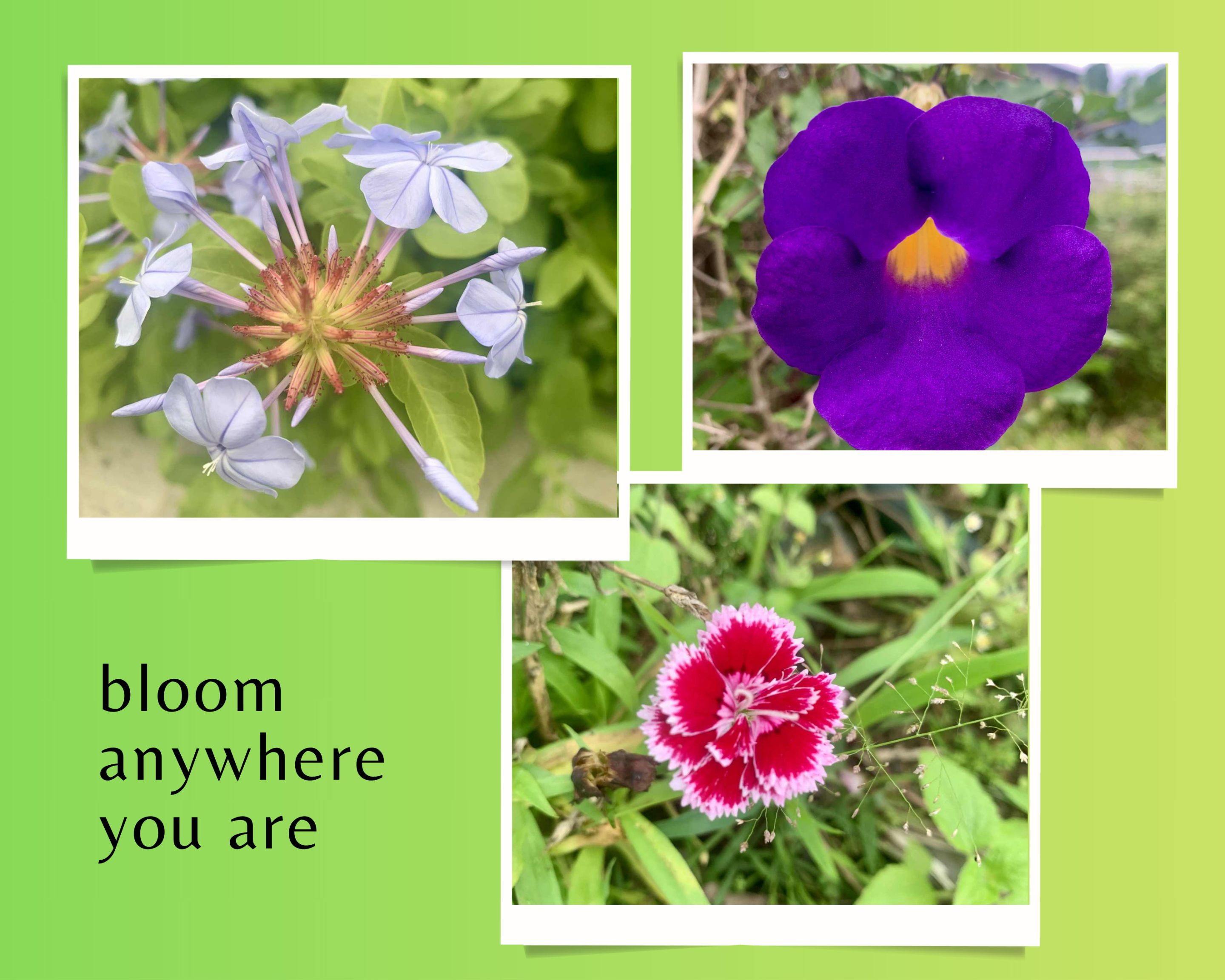 Green and White Simple Pictorial Scrapbook Photo Collage (3).jpg