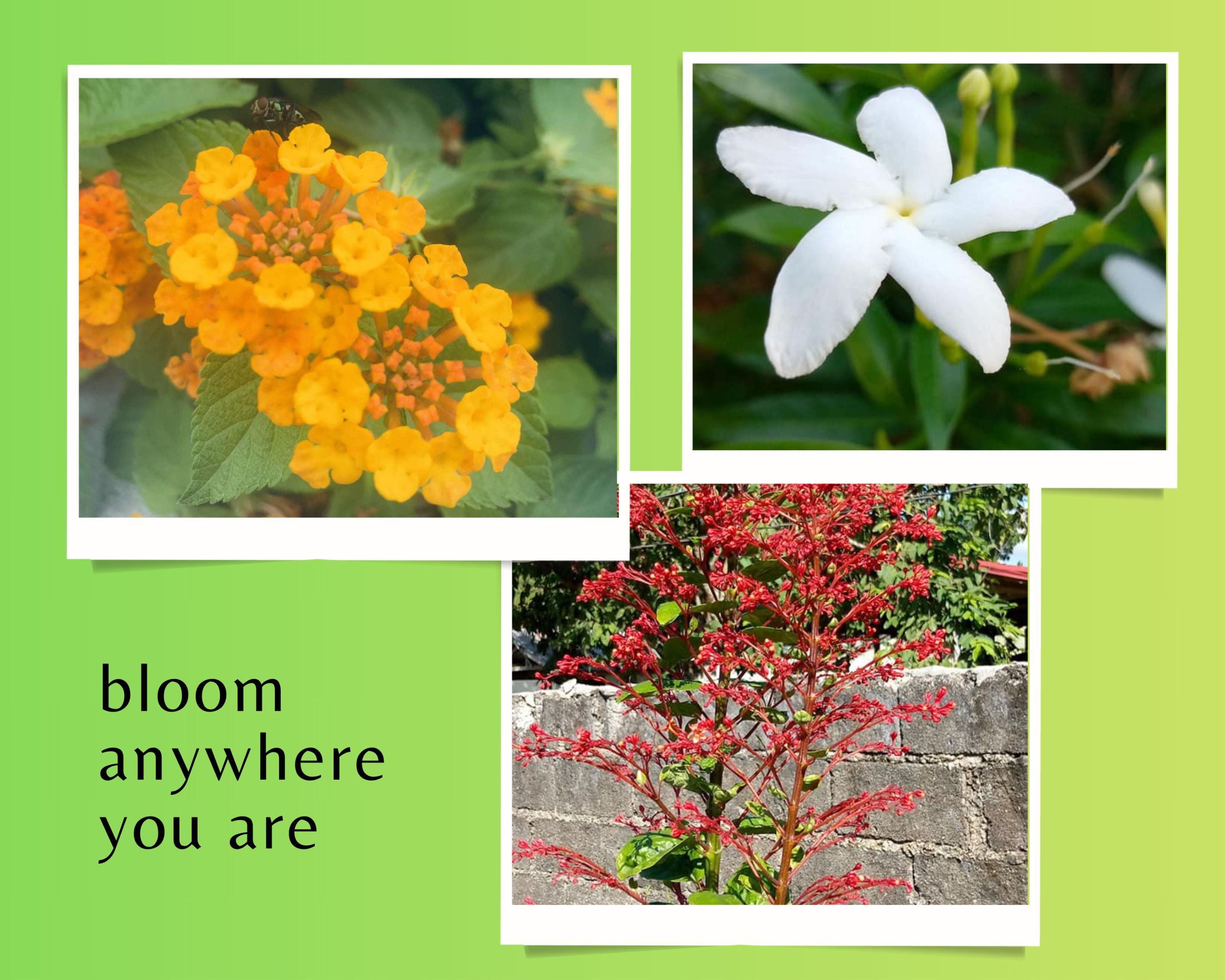 Green and White Simple Pictorial Scrapbook Photo Collage (5).jpg