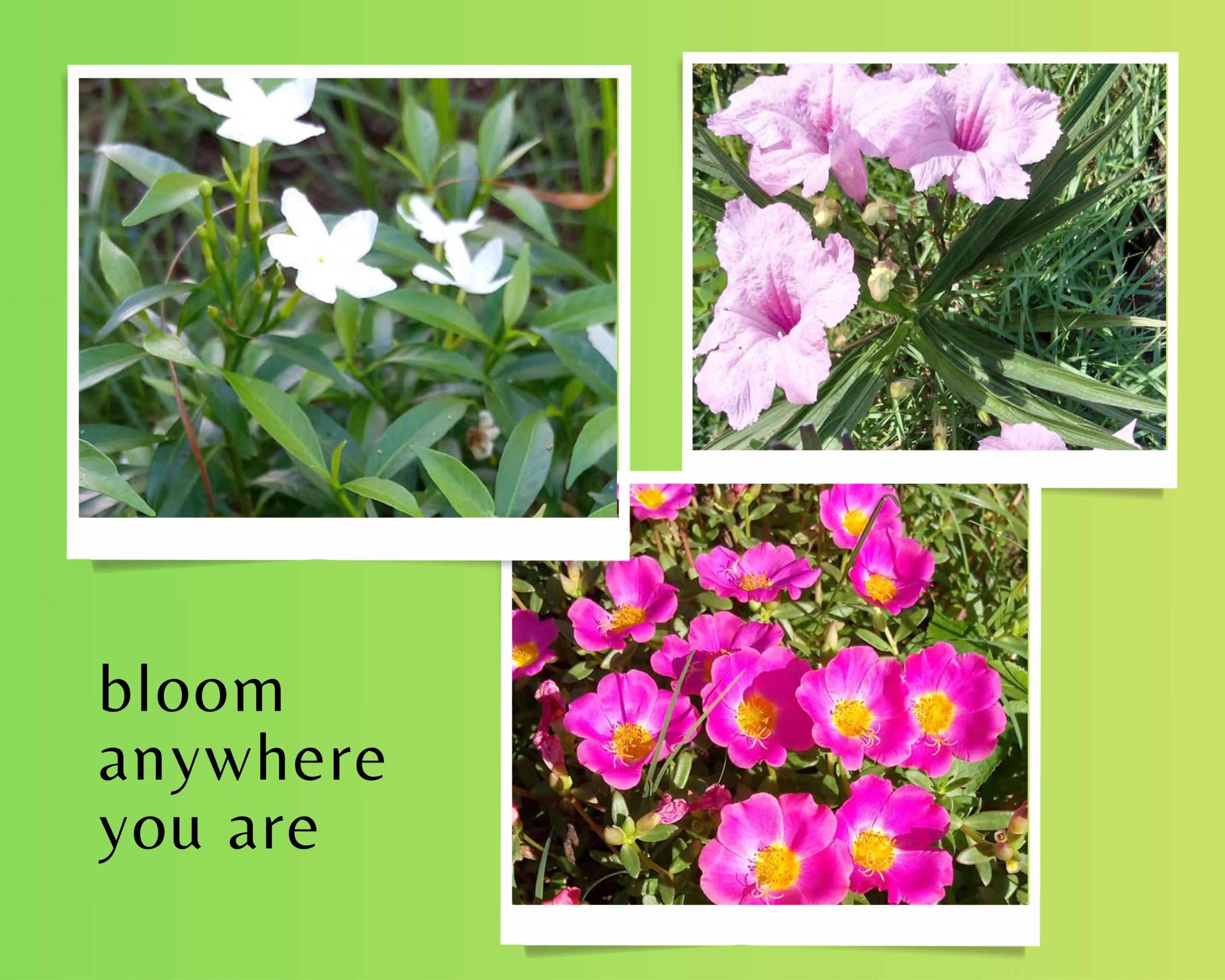 Green and White Simple Pictorial Scrapbook Photo Collage (1).jpg