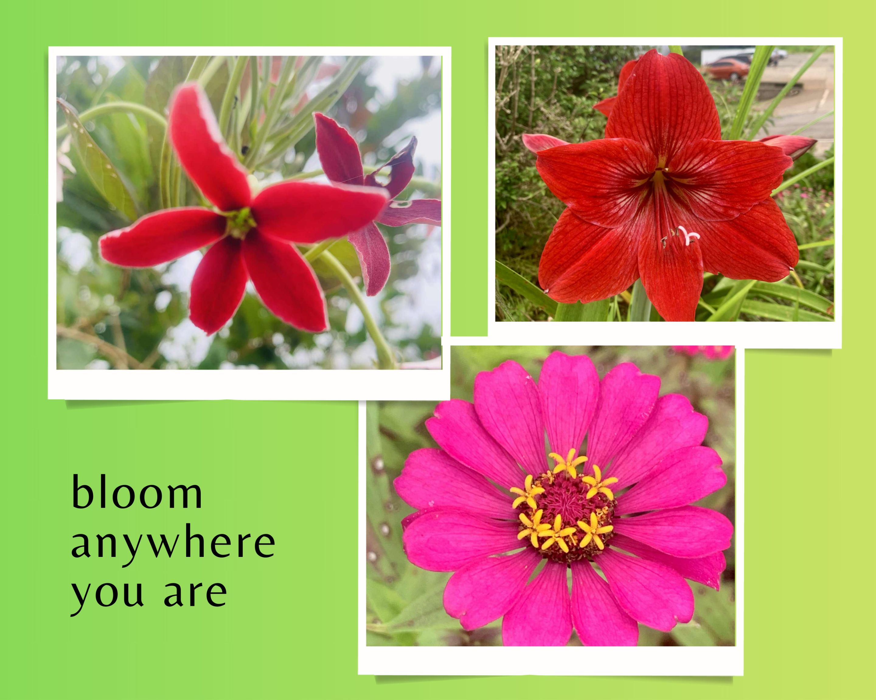 Green and White Simple Pictorial Scrapbook Photo Collage (4).jpg