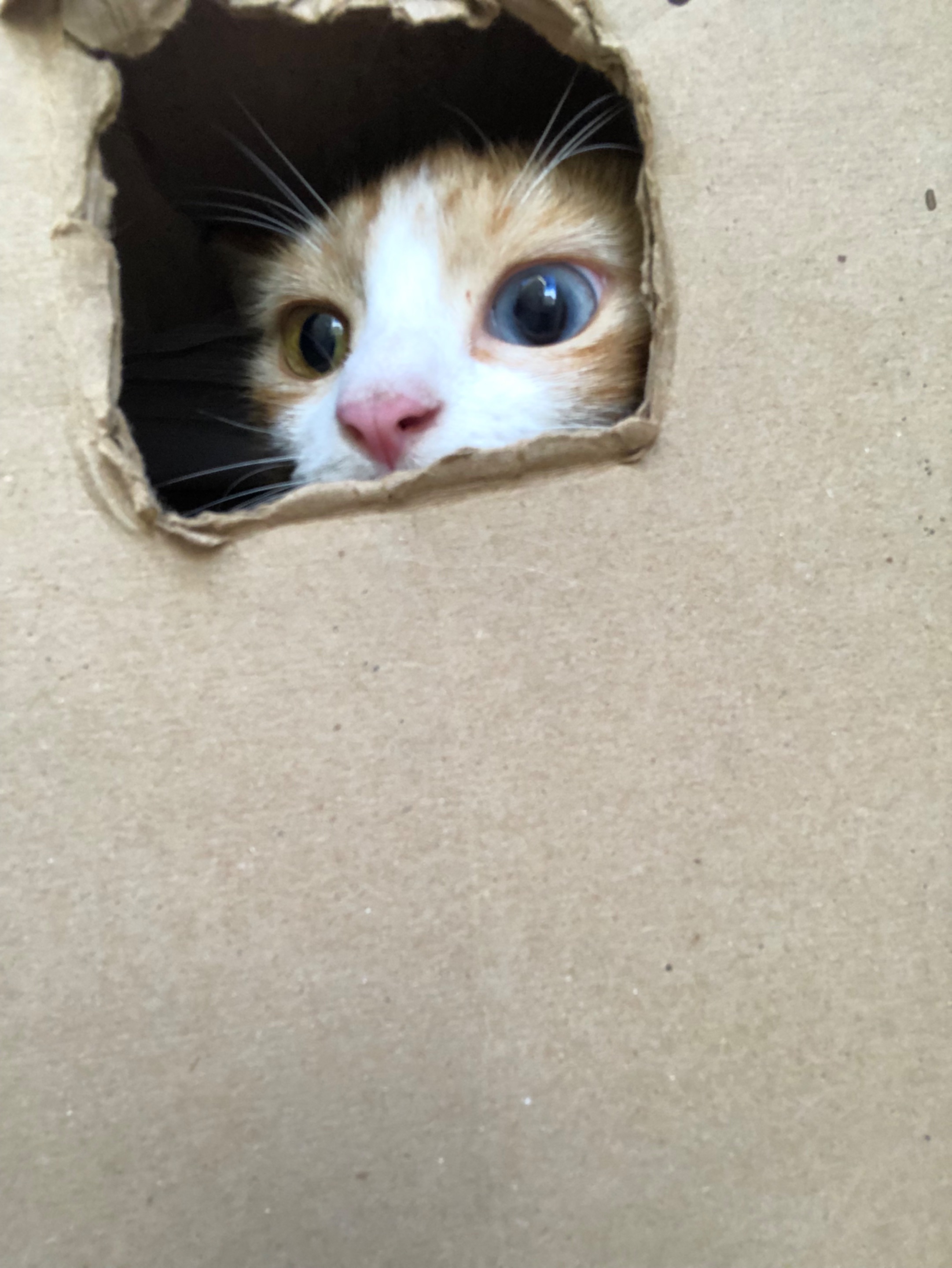 28FEF5AB-F1EA-4DF6-B986-876B873E1F0F.jpeg