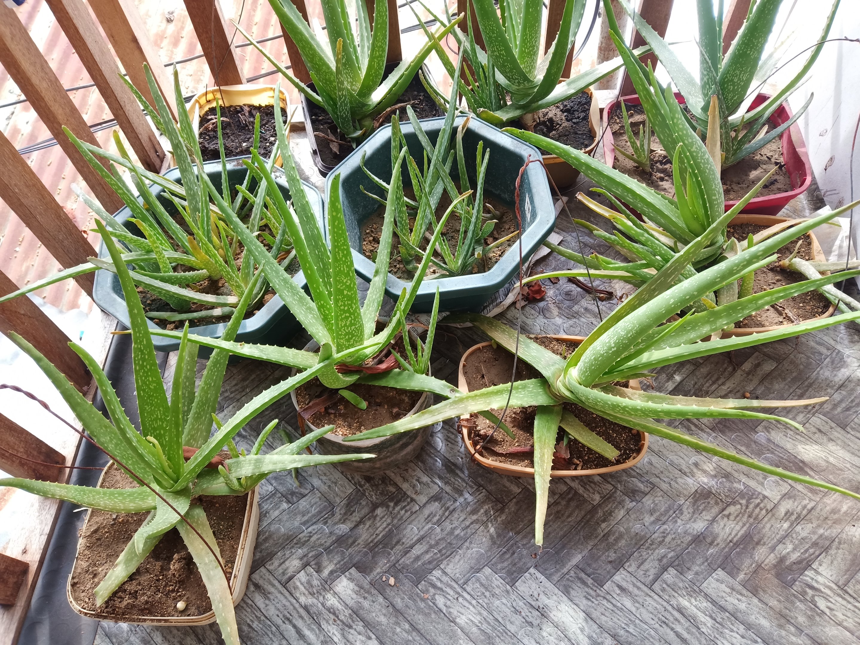 Jo8x9IsI-aloe4.jpg
