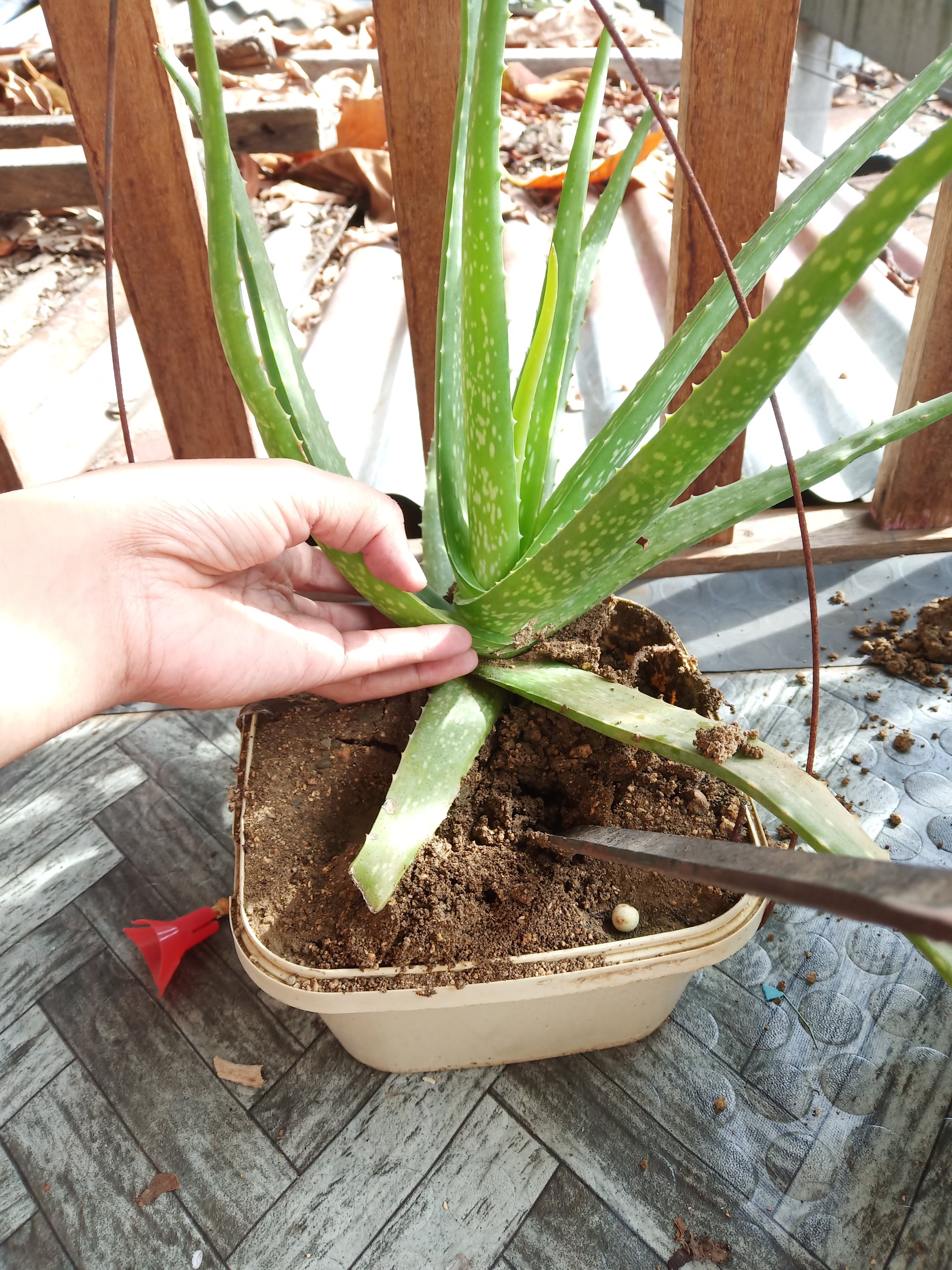 Ui3jmeBp-aloe8.jpg