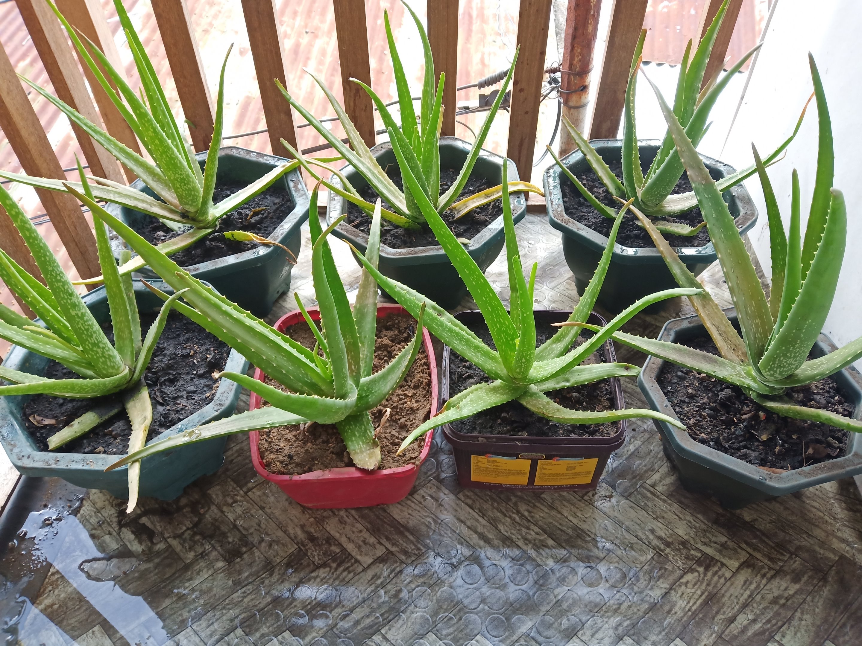 bPm1uQgd-aloe3.jpg