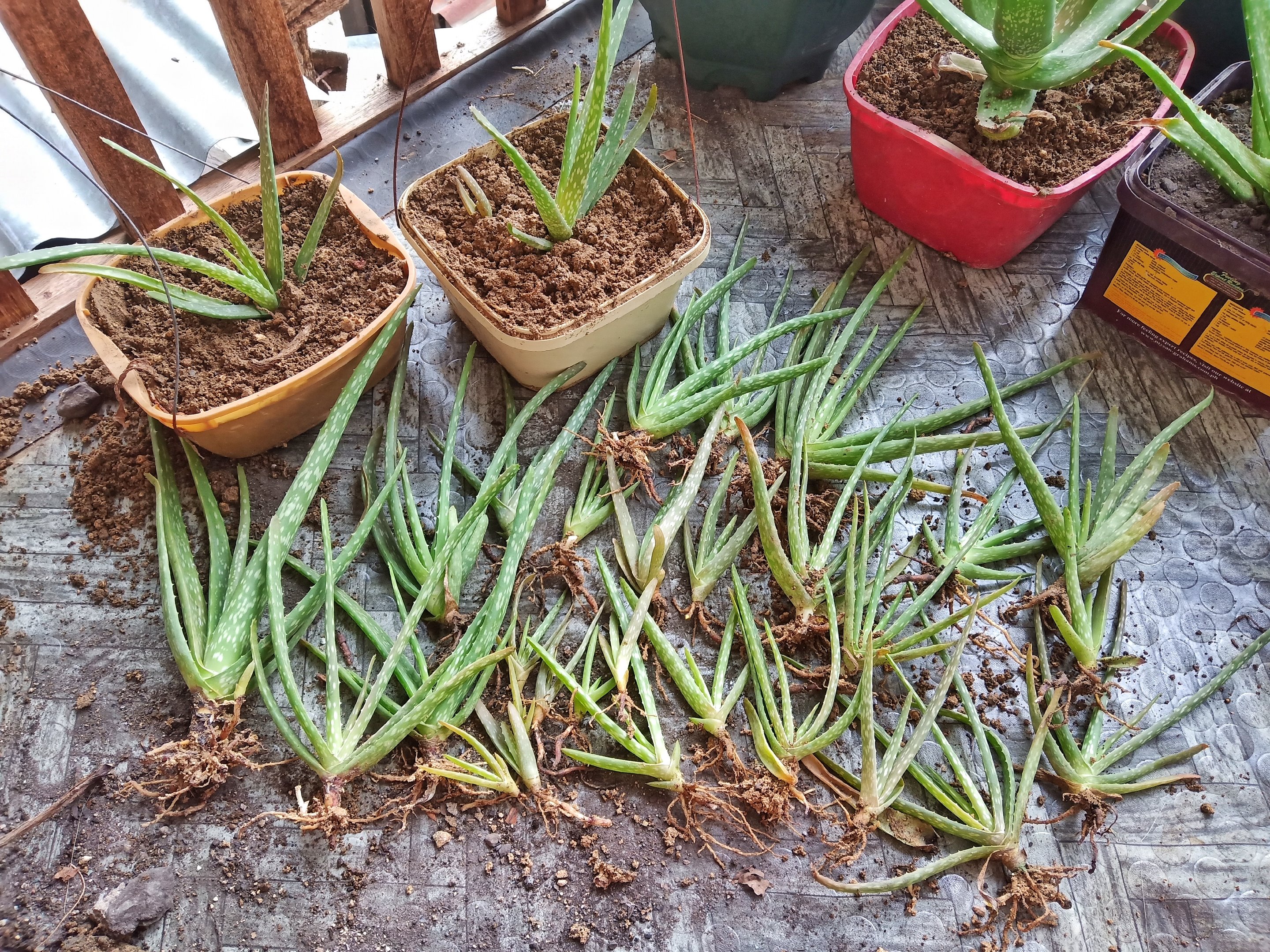 dvM8tsQZ-aloe2.jpg