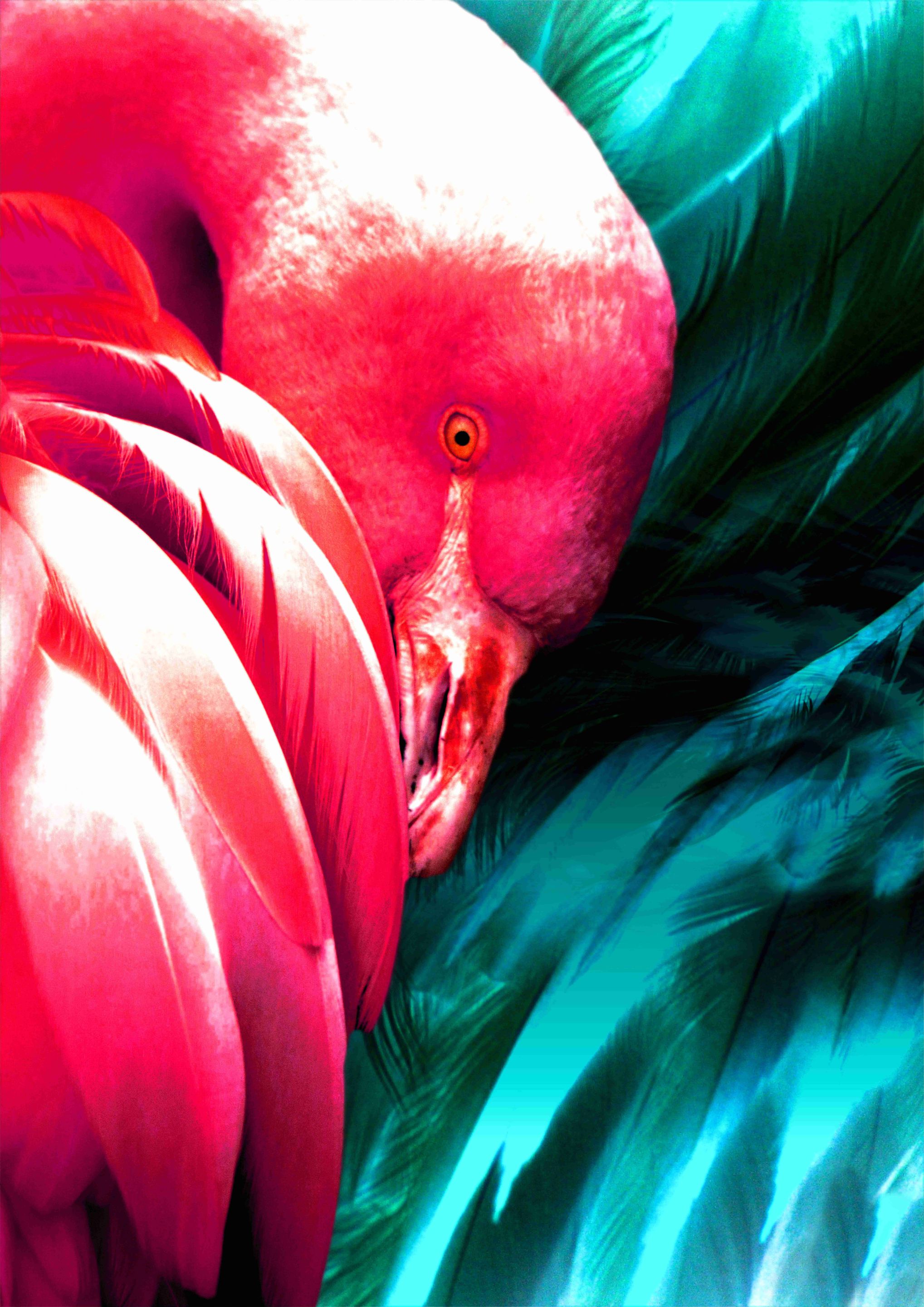 Midnight Flamingo.jpg