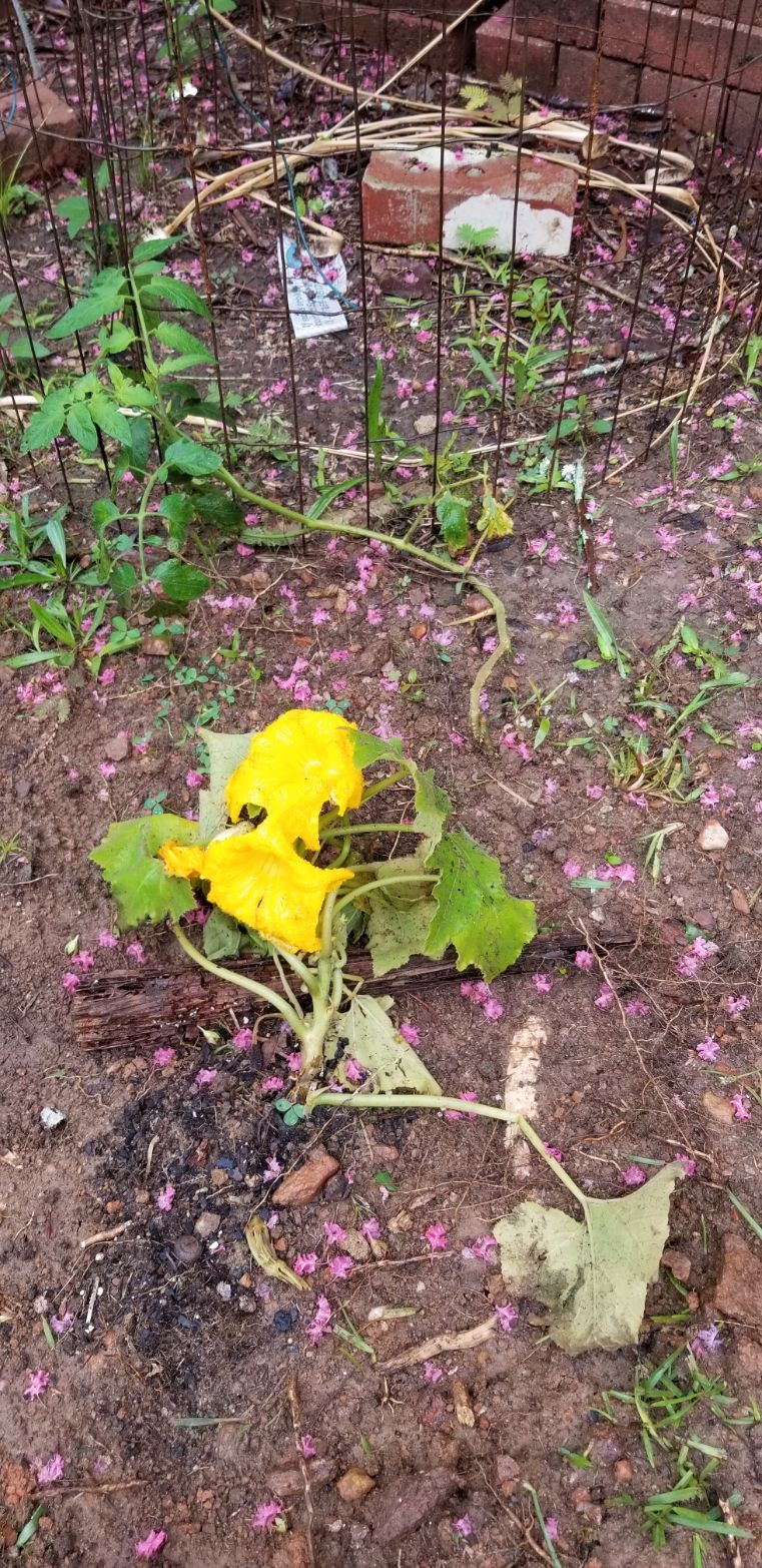 Resurrected Squash.jpg