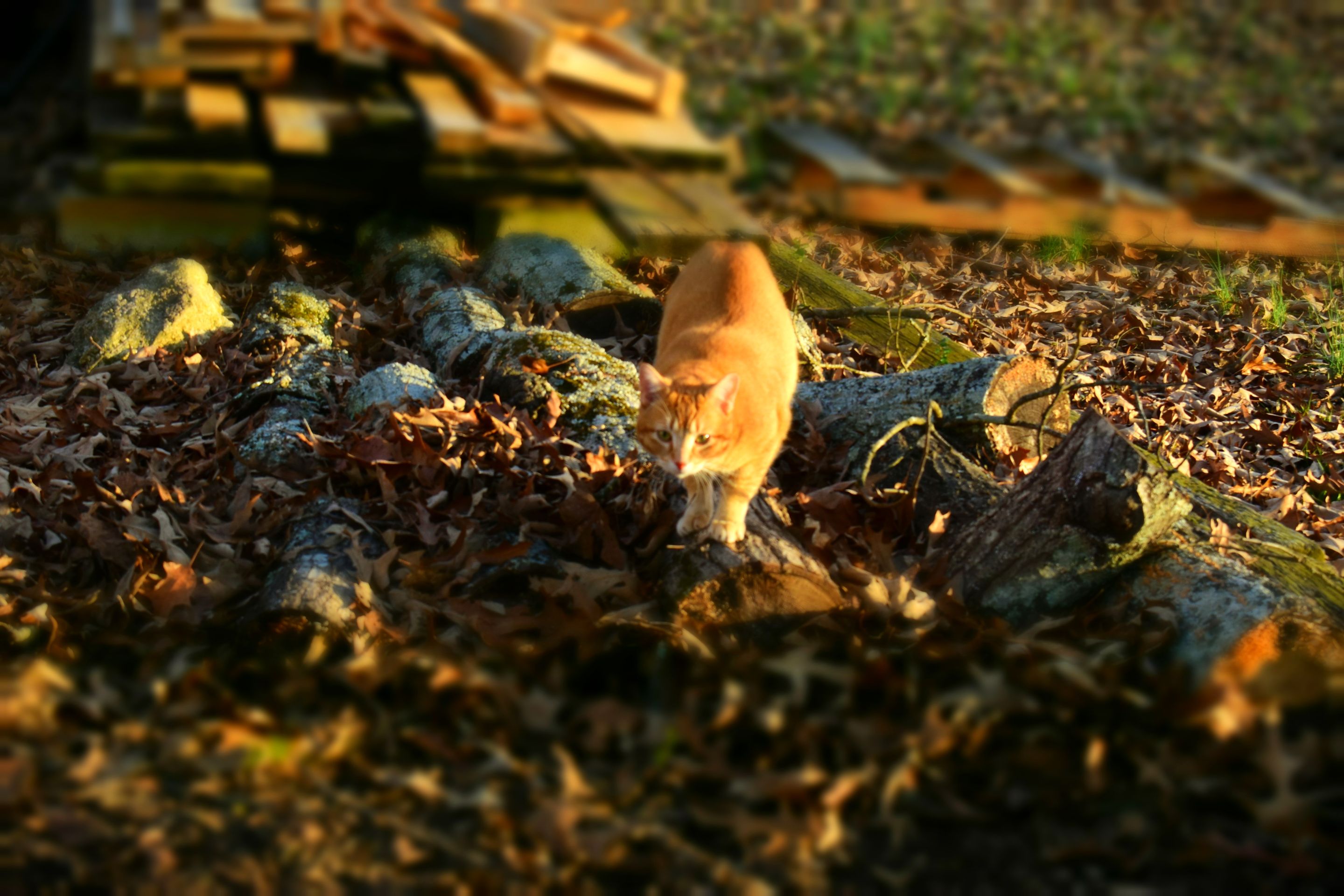 DSC_0012a.JPG
