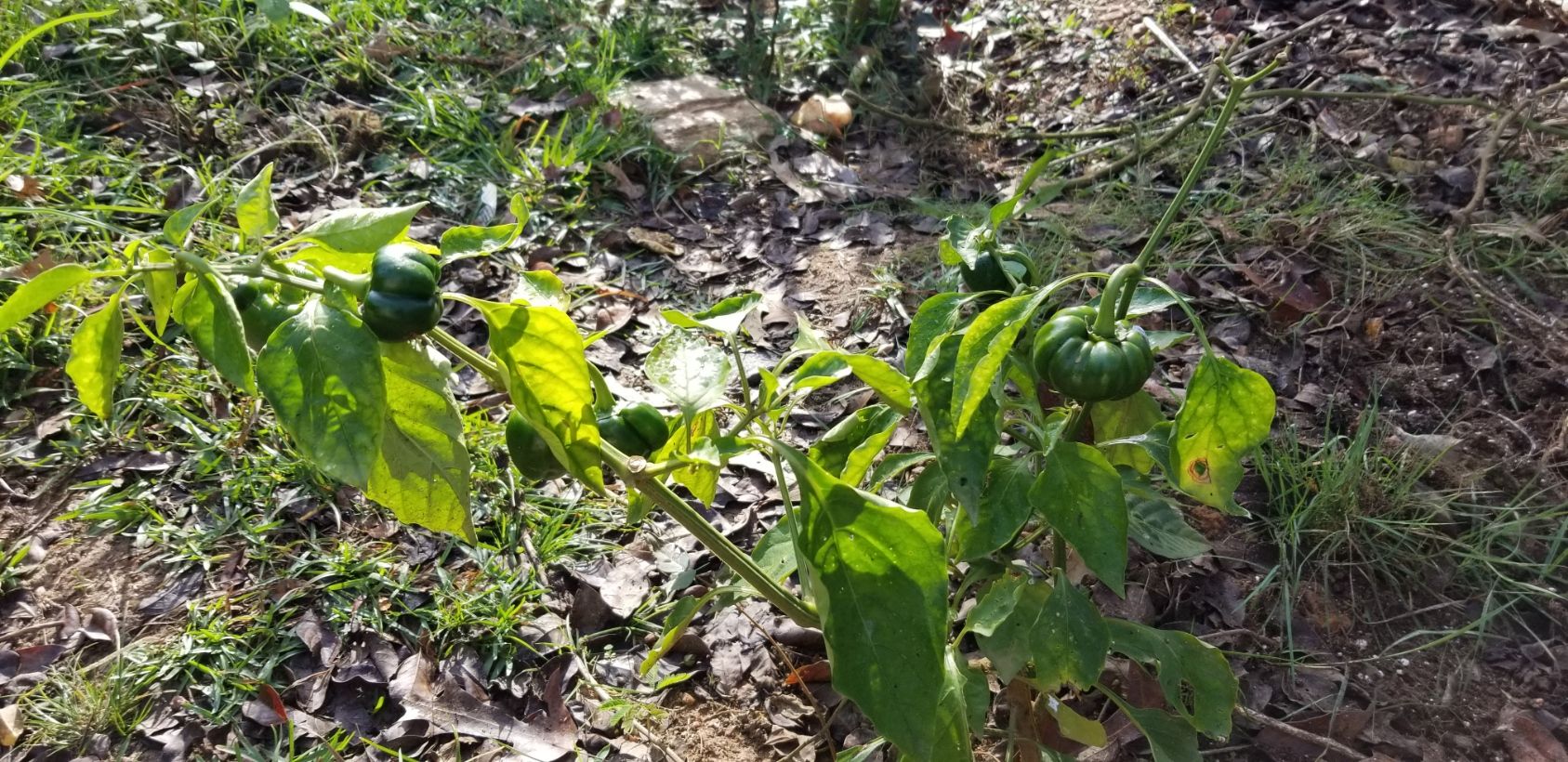 Remaining Bell peppers.jpg