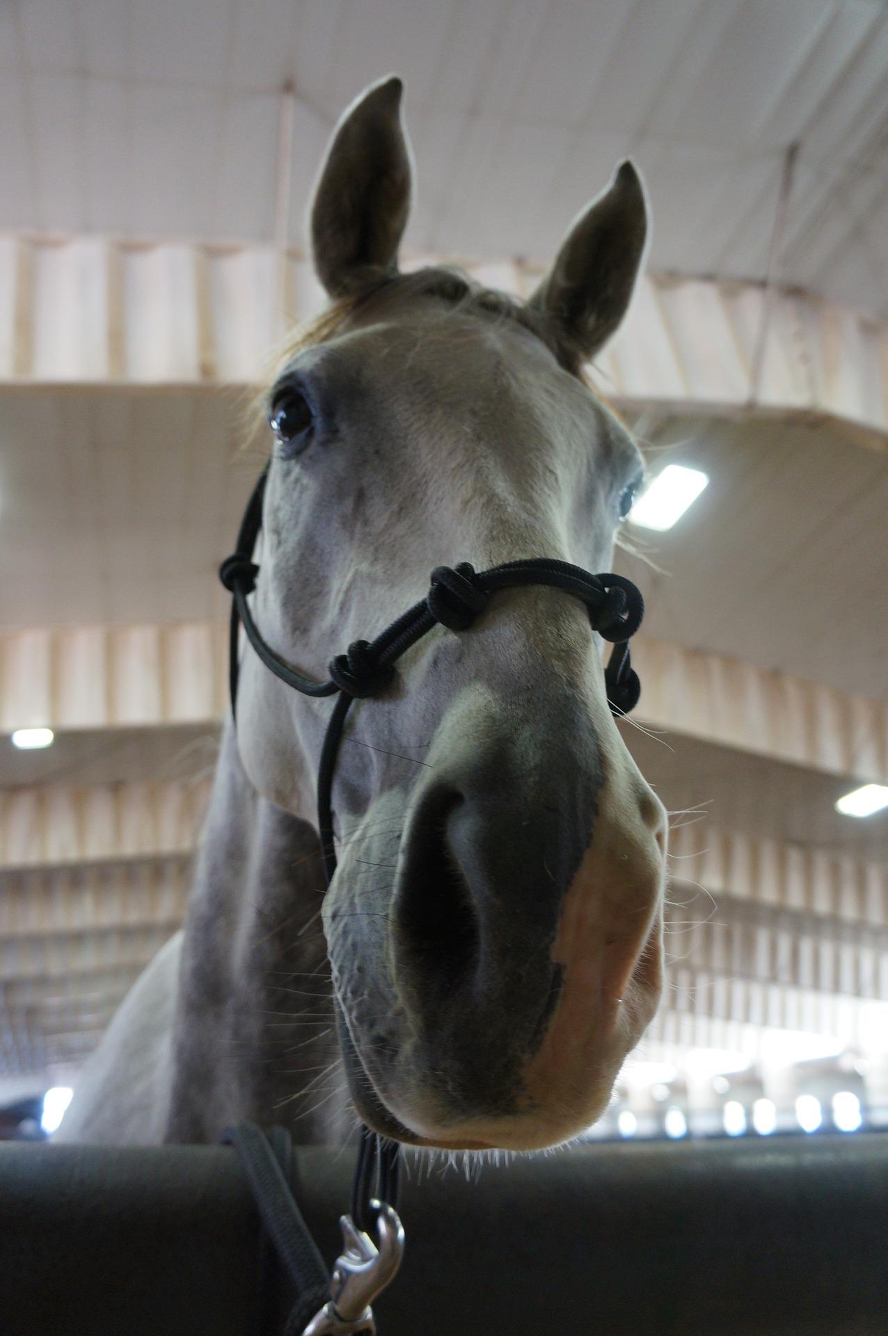 horse-1735157_1920.jpg
