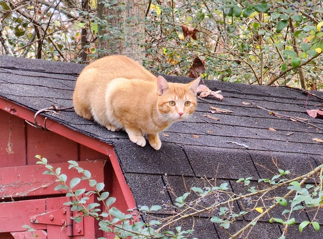 King of the mountain.jpg
