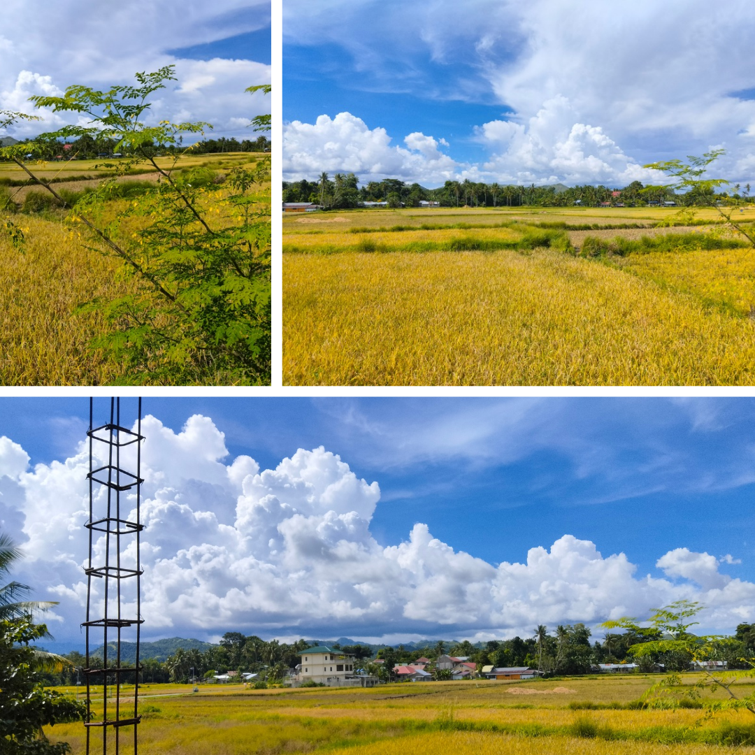 Green Grey Woman Retro Outfit Photo Collage Instagram Post_20251104_205503_0000.png