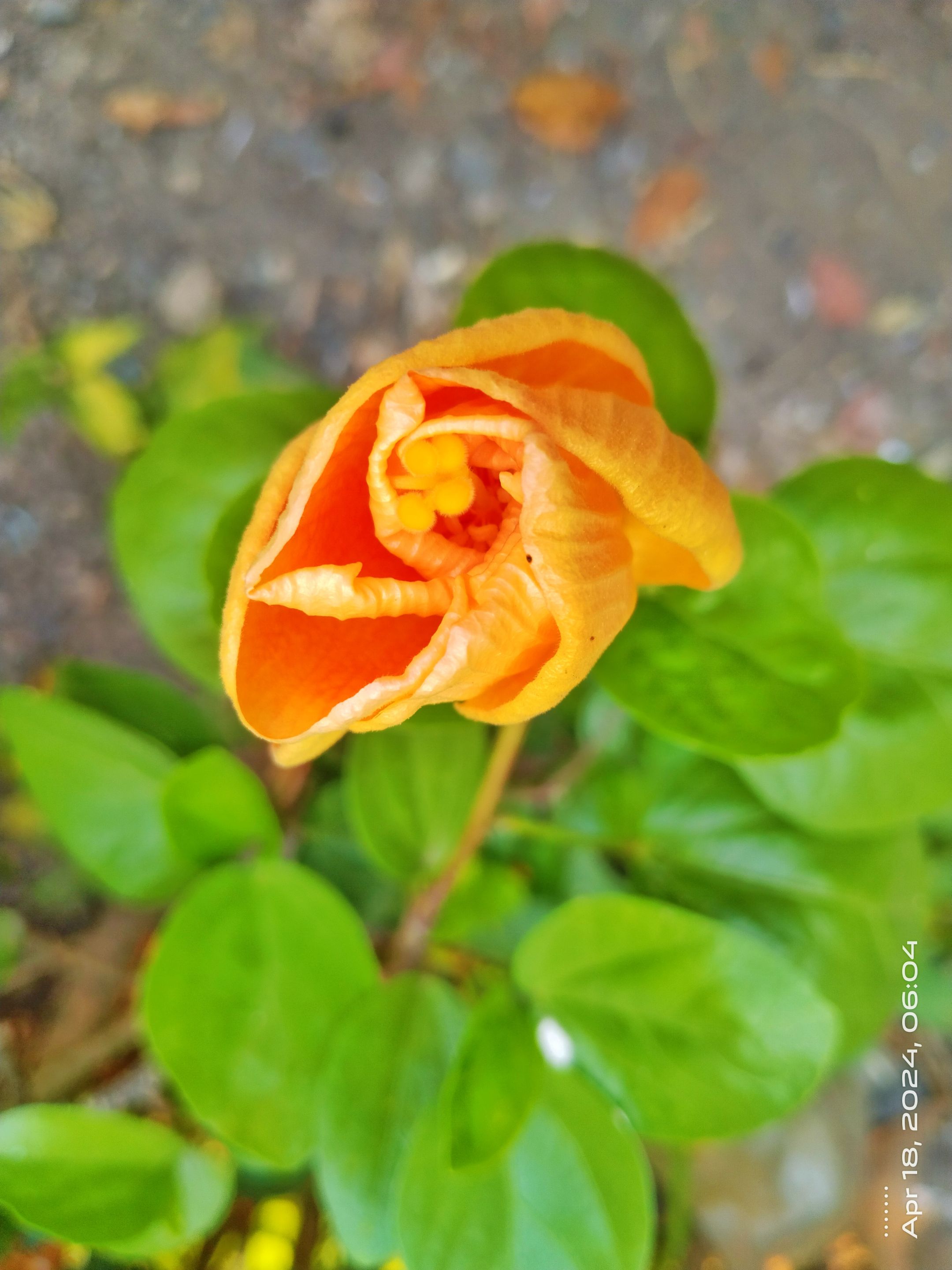 IMG_20240518_183905.jpg