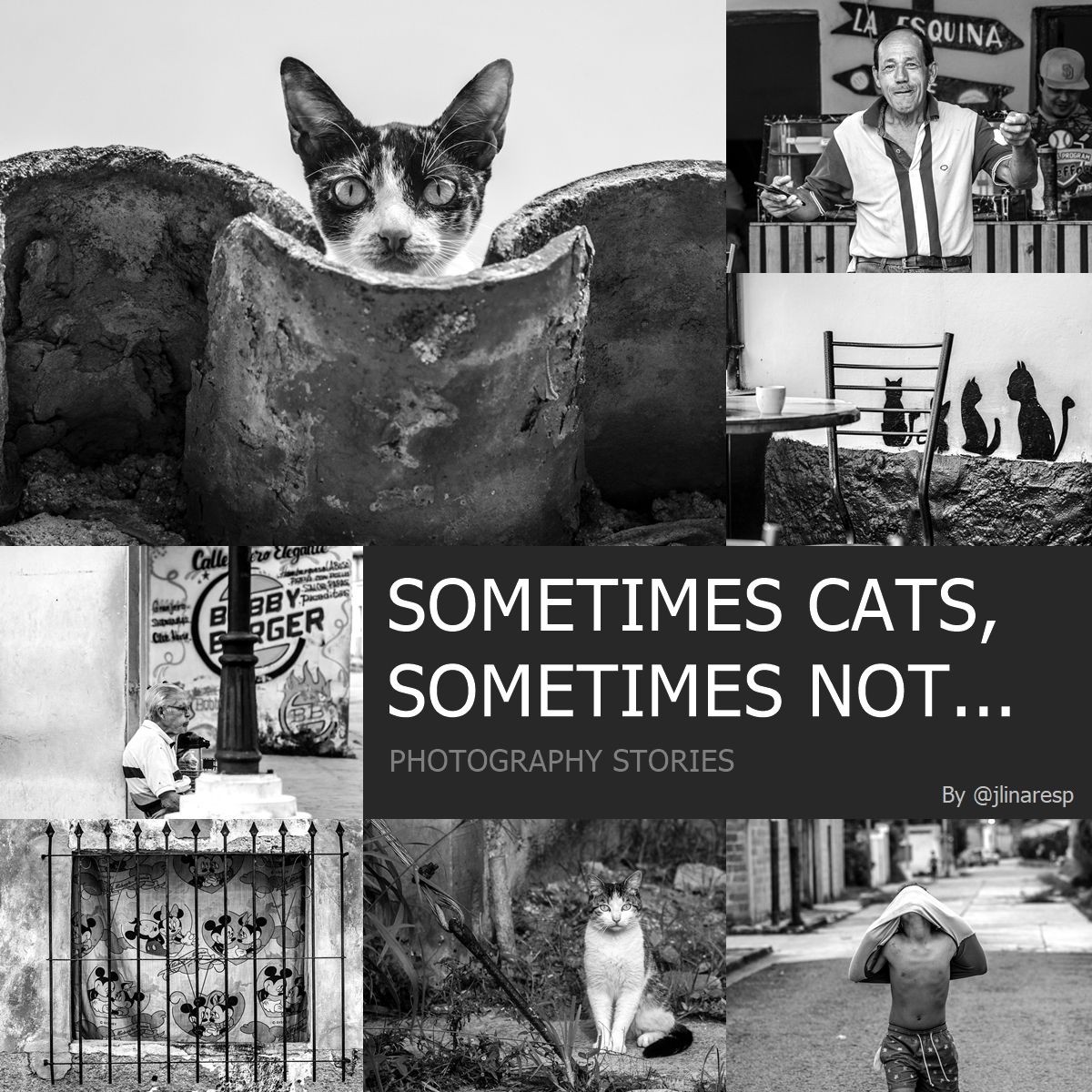 SOMETIMES CATS, SOMETIMES NOT - MONOMAD - PHOTOGRAPHY STORIES || ENG-ESP || (10 pics)
