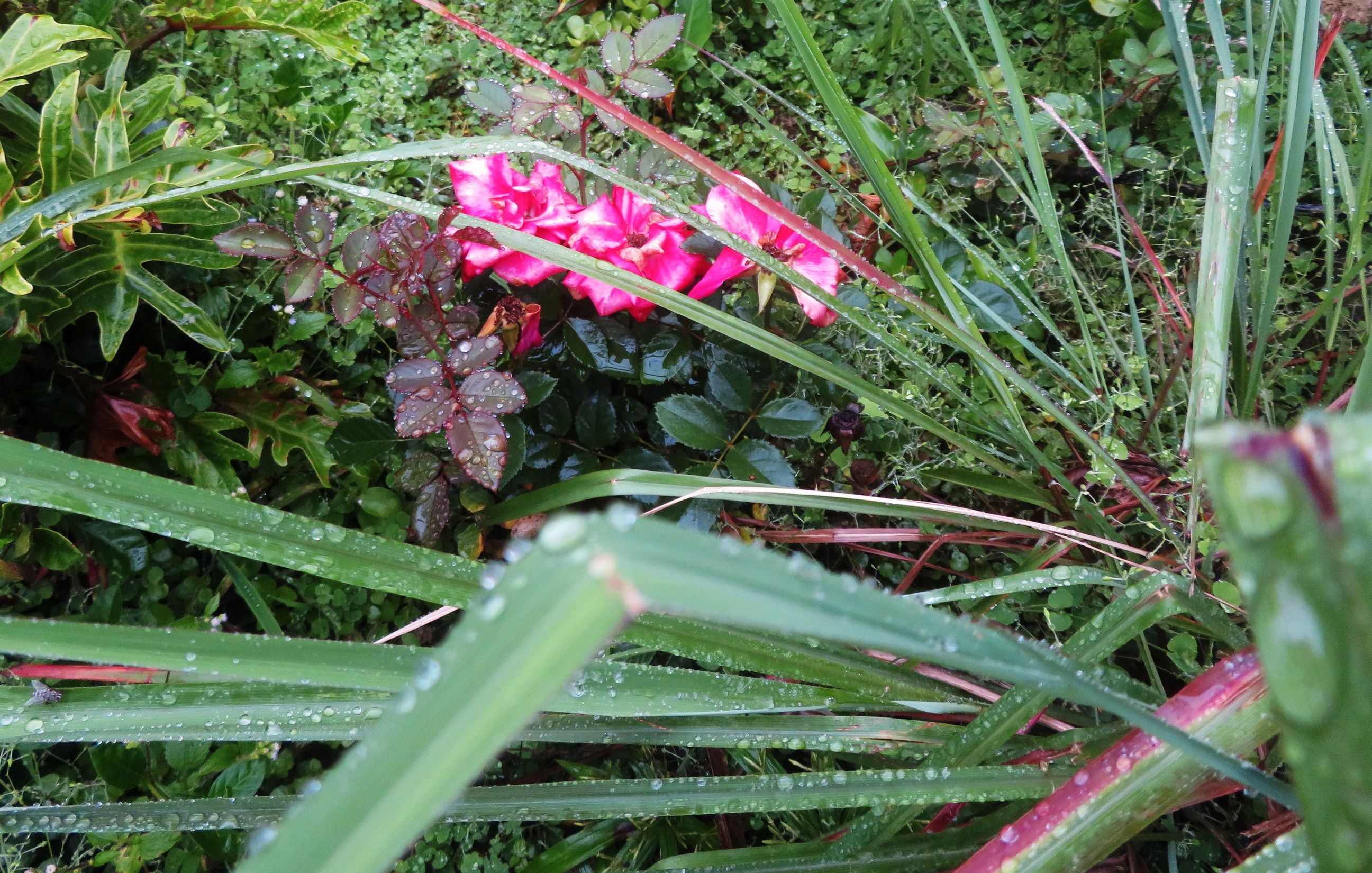 IMG_6013.JPG