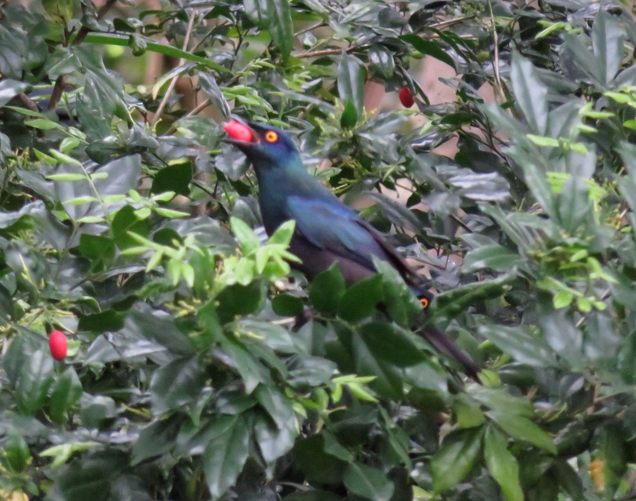 9682-CapeGlossyStarling.JPG