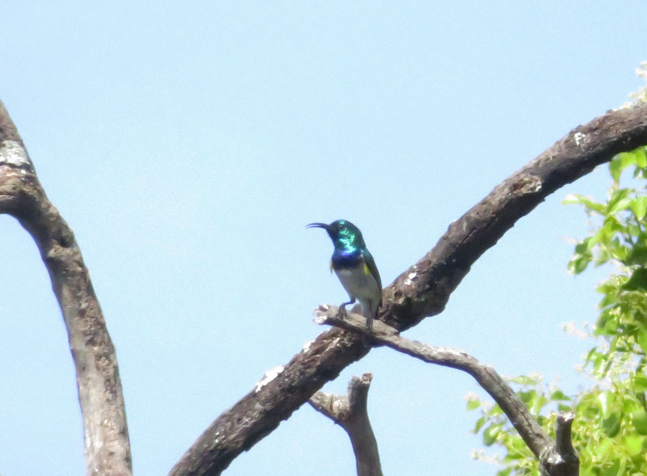 4070-WhiteBreastedSunbird.JPG