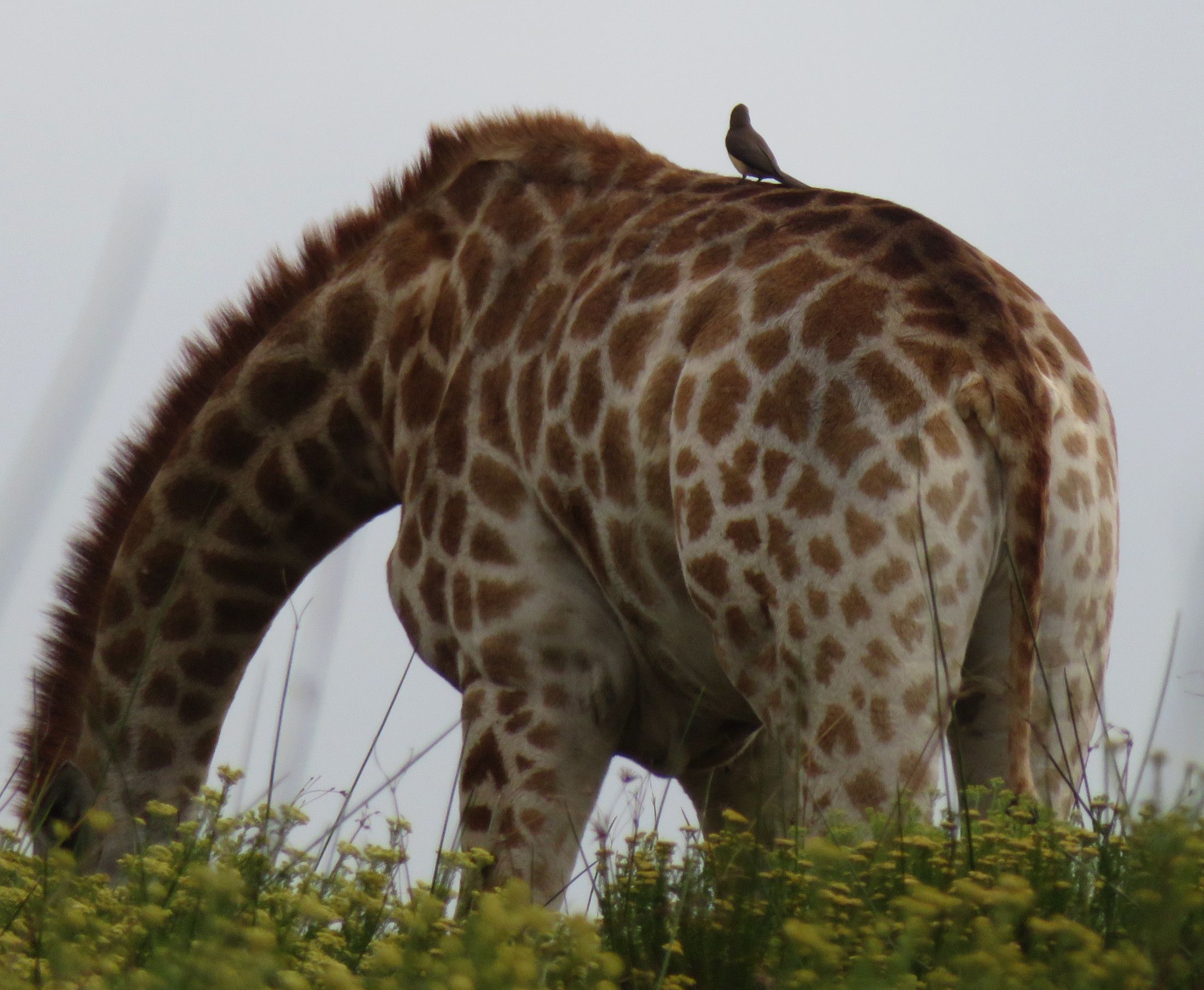 2692-Giraffe-OxPecker.JPG