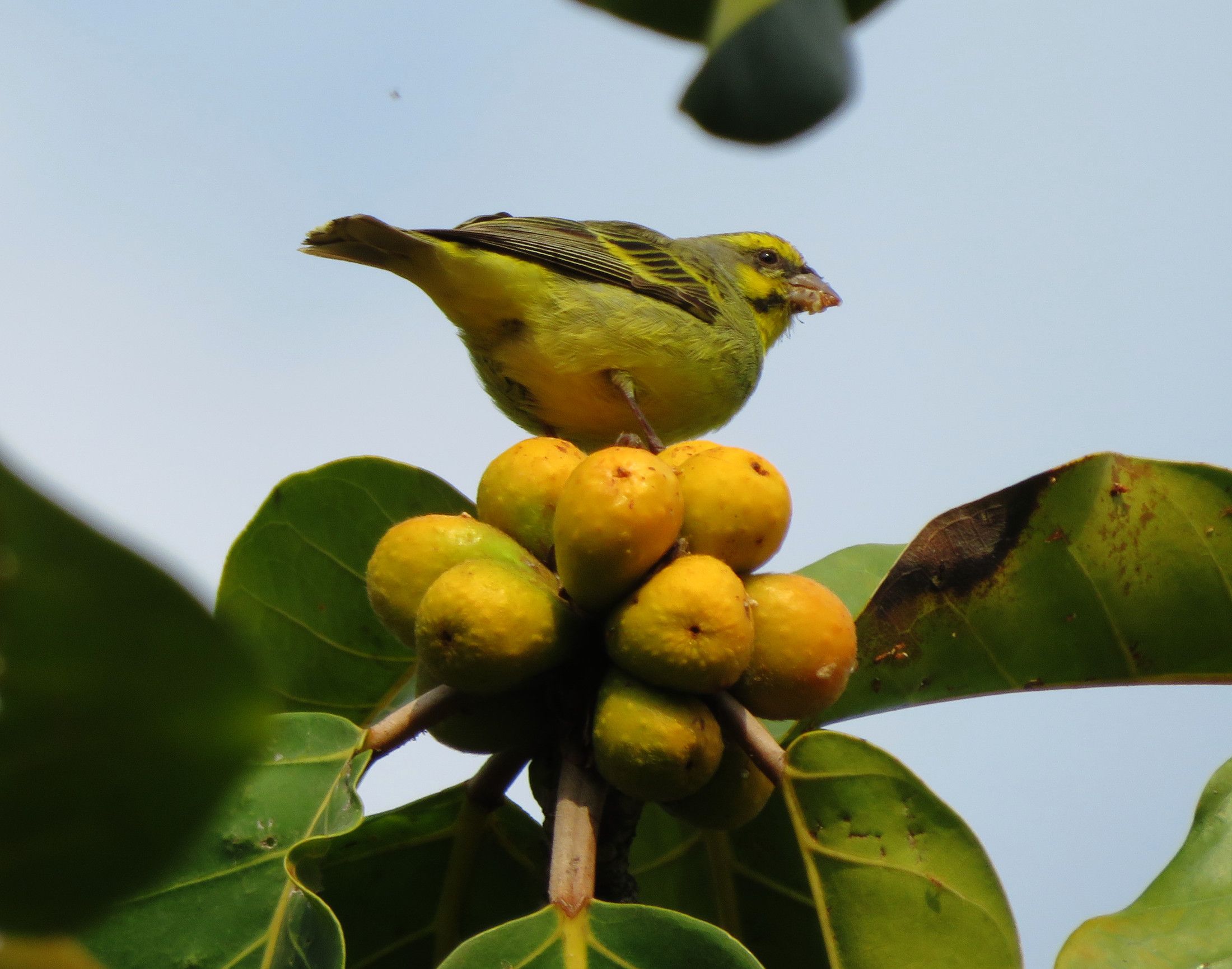 1105-WildFig.JPG