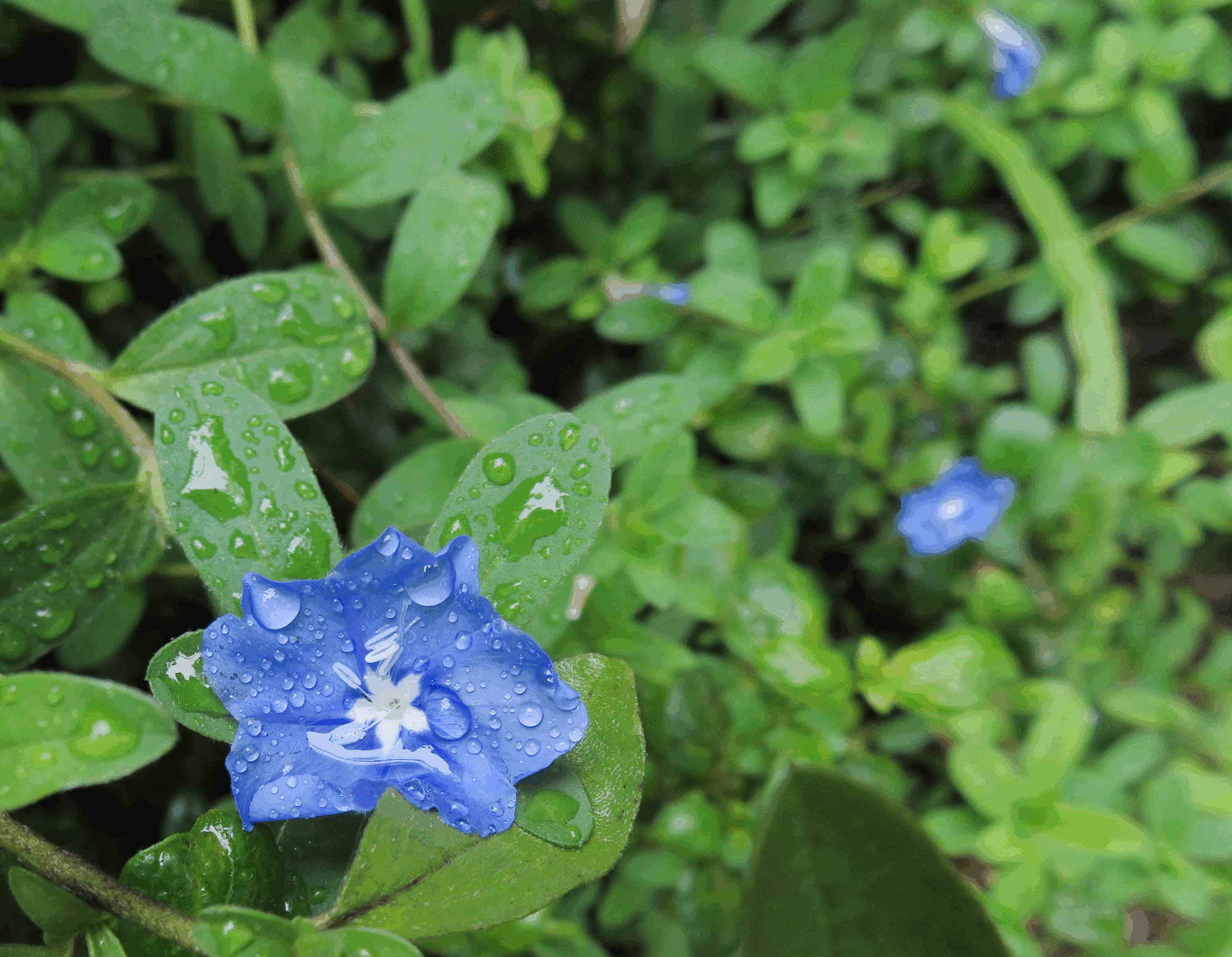 1712BBCapeForgetMeNots.png