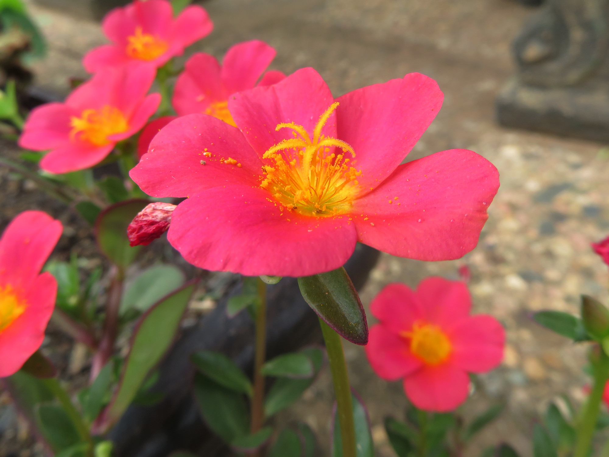 5774VeigieFlowers.JPG