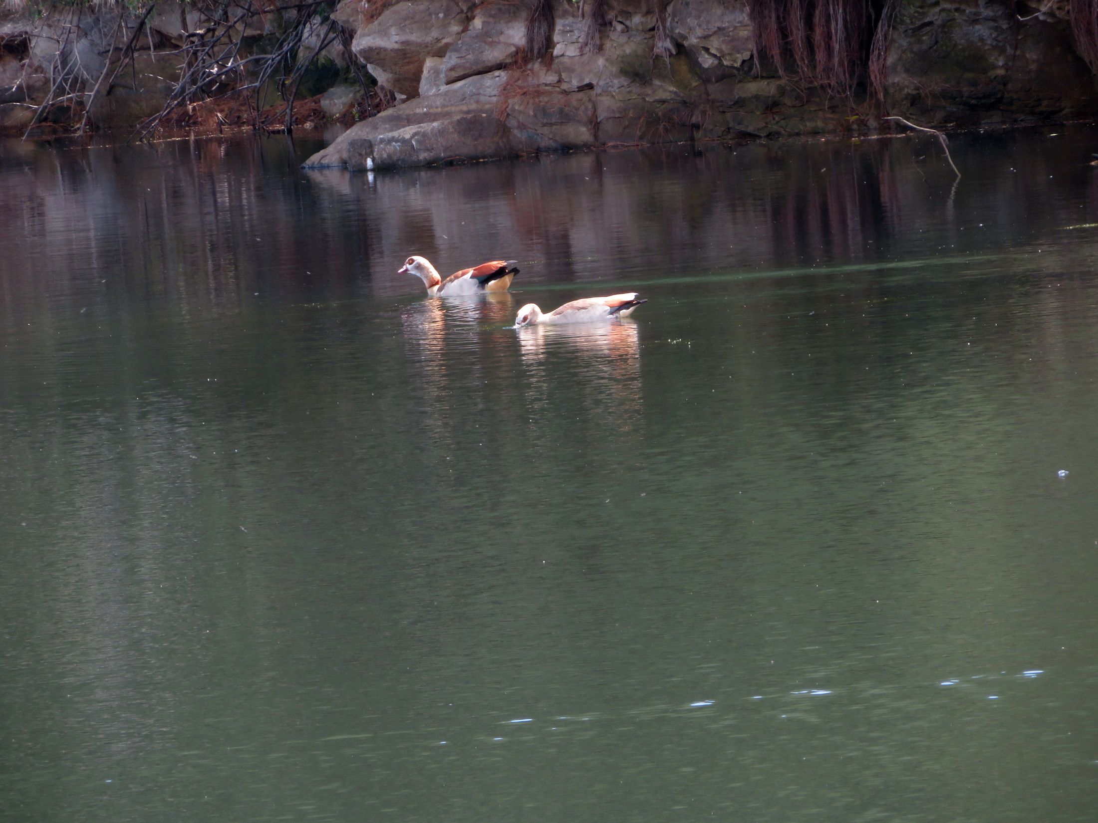 IMG_0373-EgyptianGoose.JPG