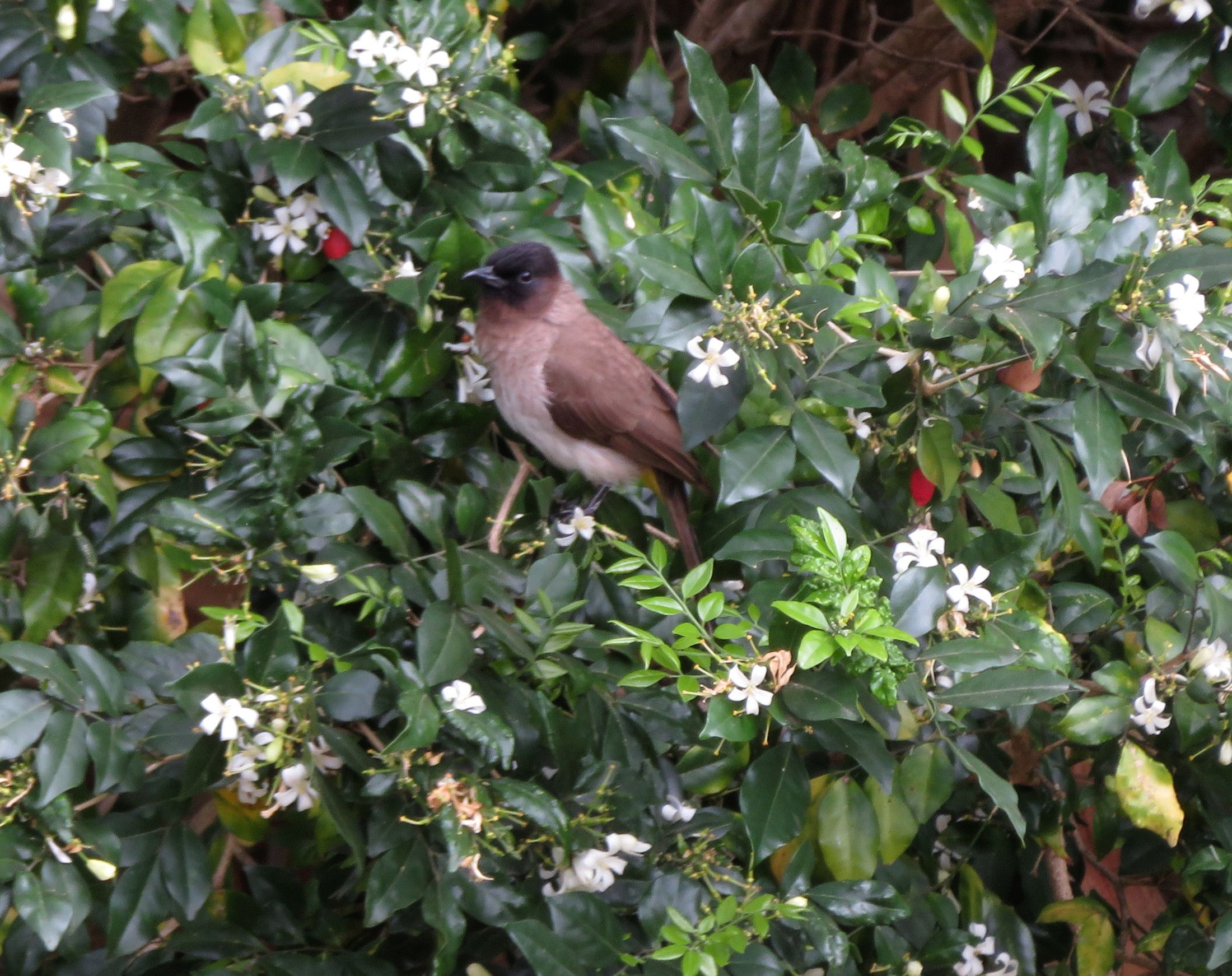 9505-Bulbul_Berries.JPG