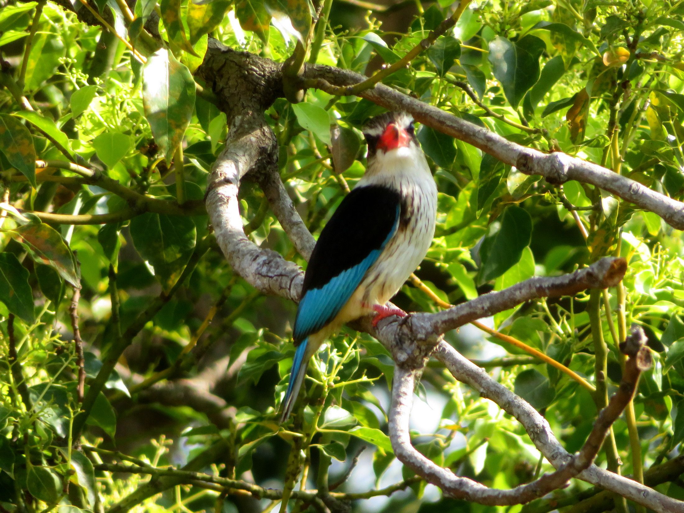 IMG_5339.JPG