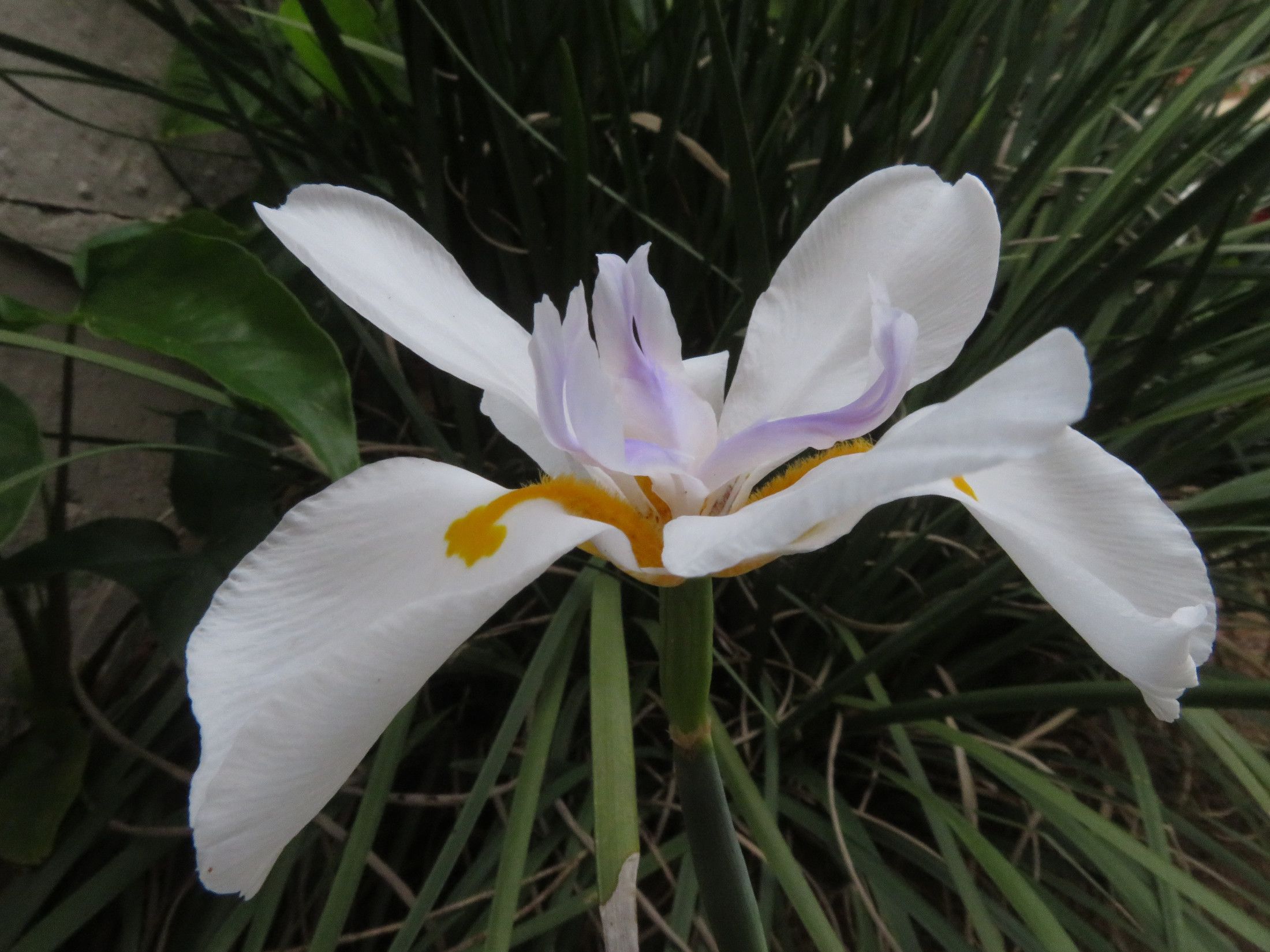 4041-WildIris.JPG