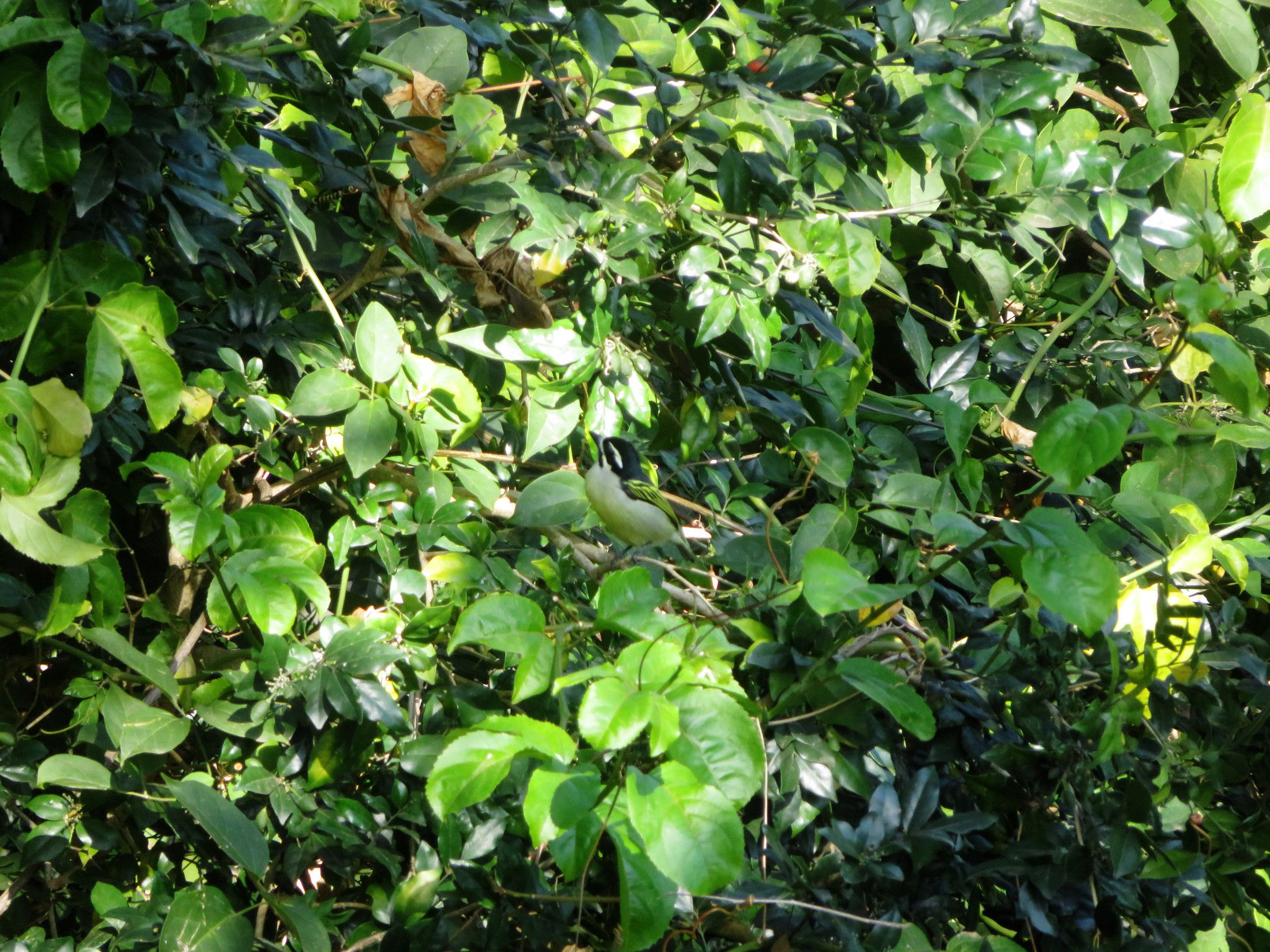 IMG_8472.JPG