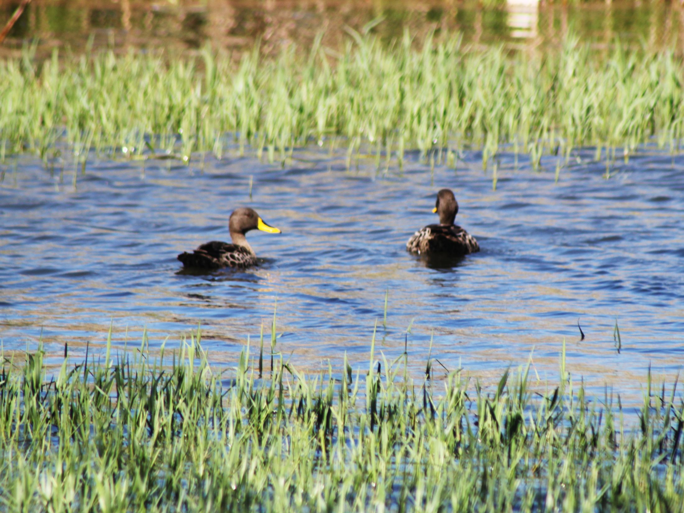 IMG_3217_YB-Duck.JPG