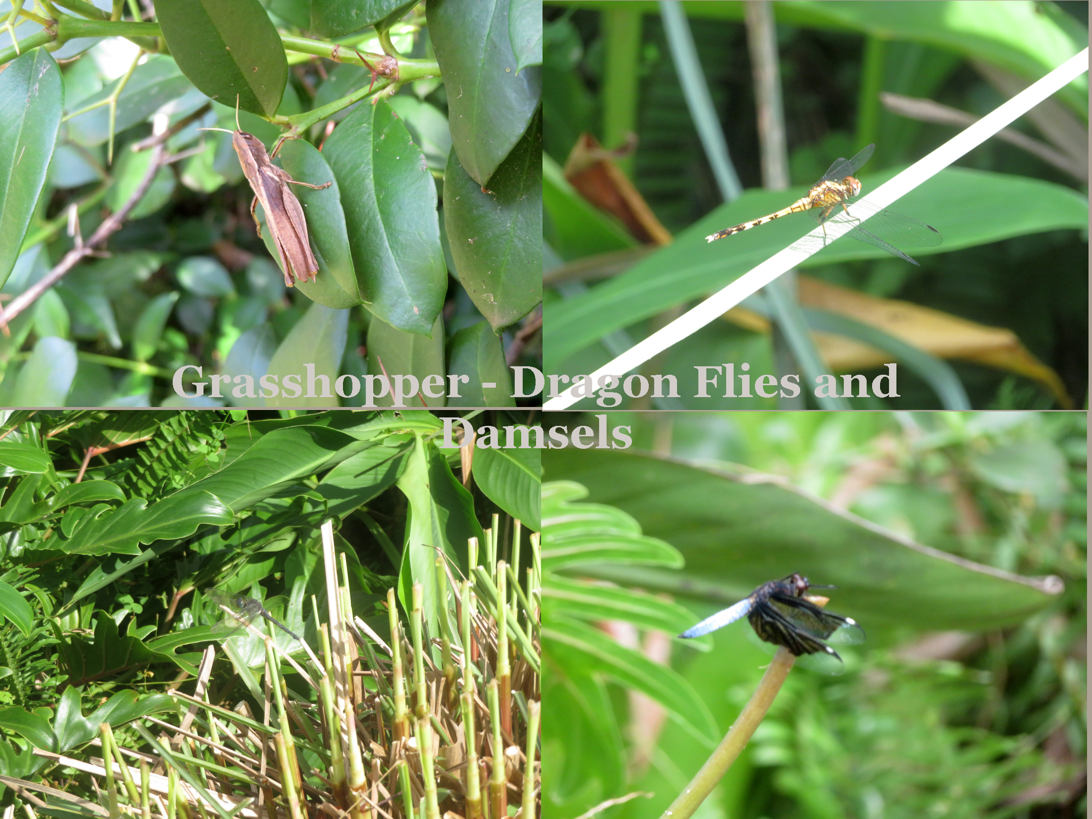 Grasshopper-DragonFlies.png