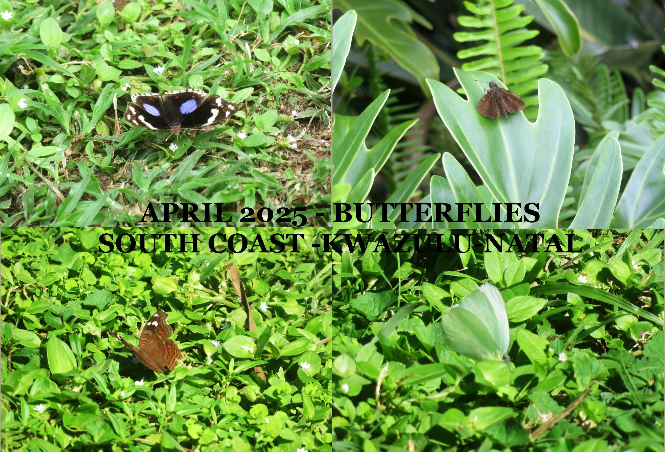 APRIL2025-BUTTERFLIES.png