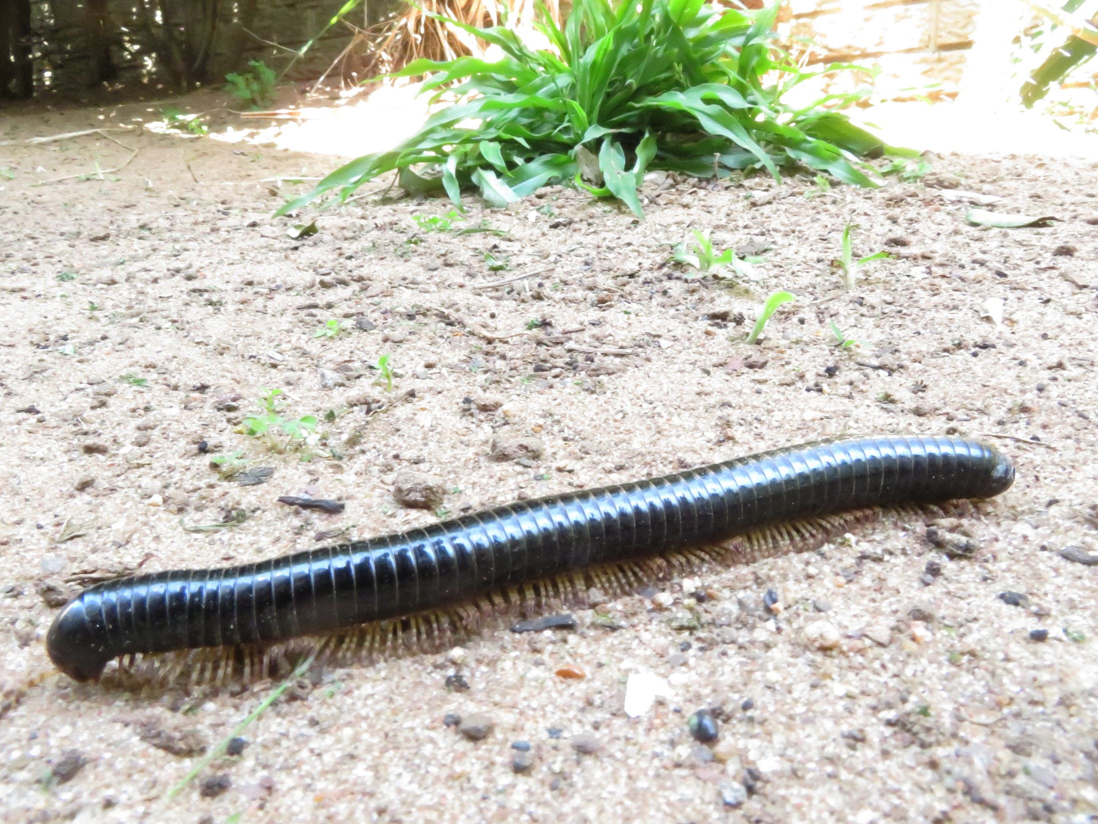 4020-Millipede.JPG