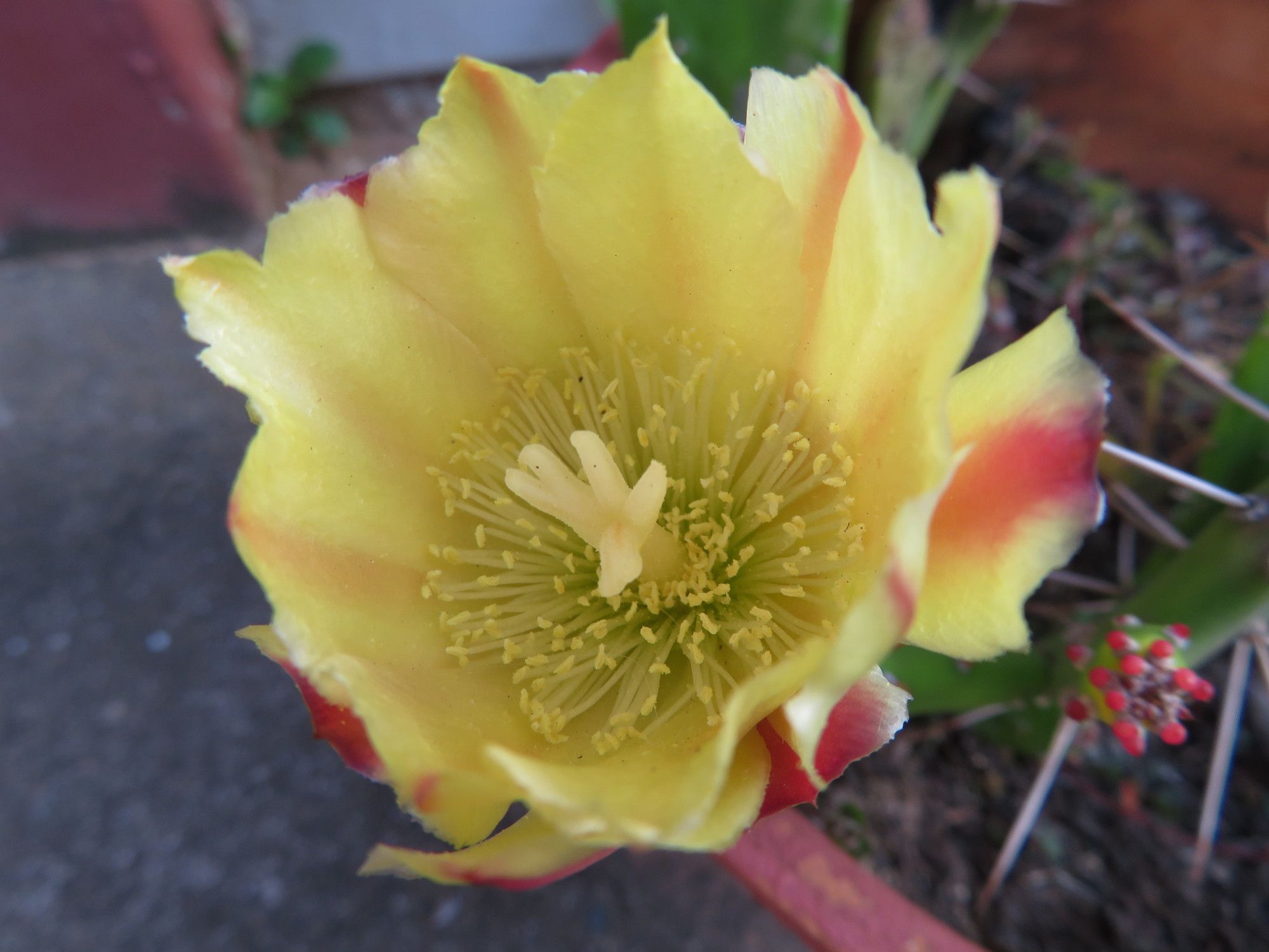 5582-YellowCactusFlower.JPG