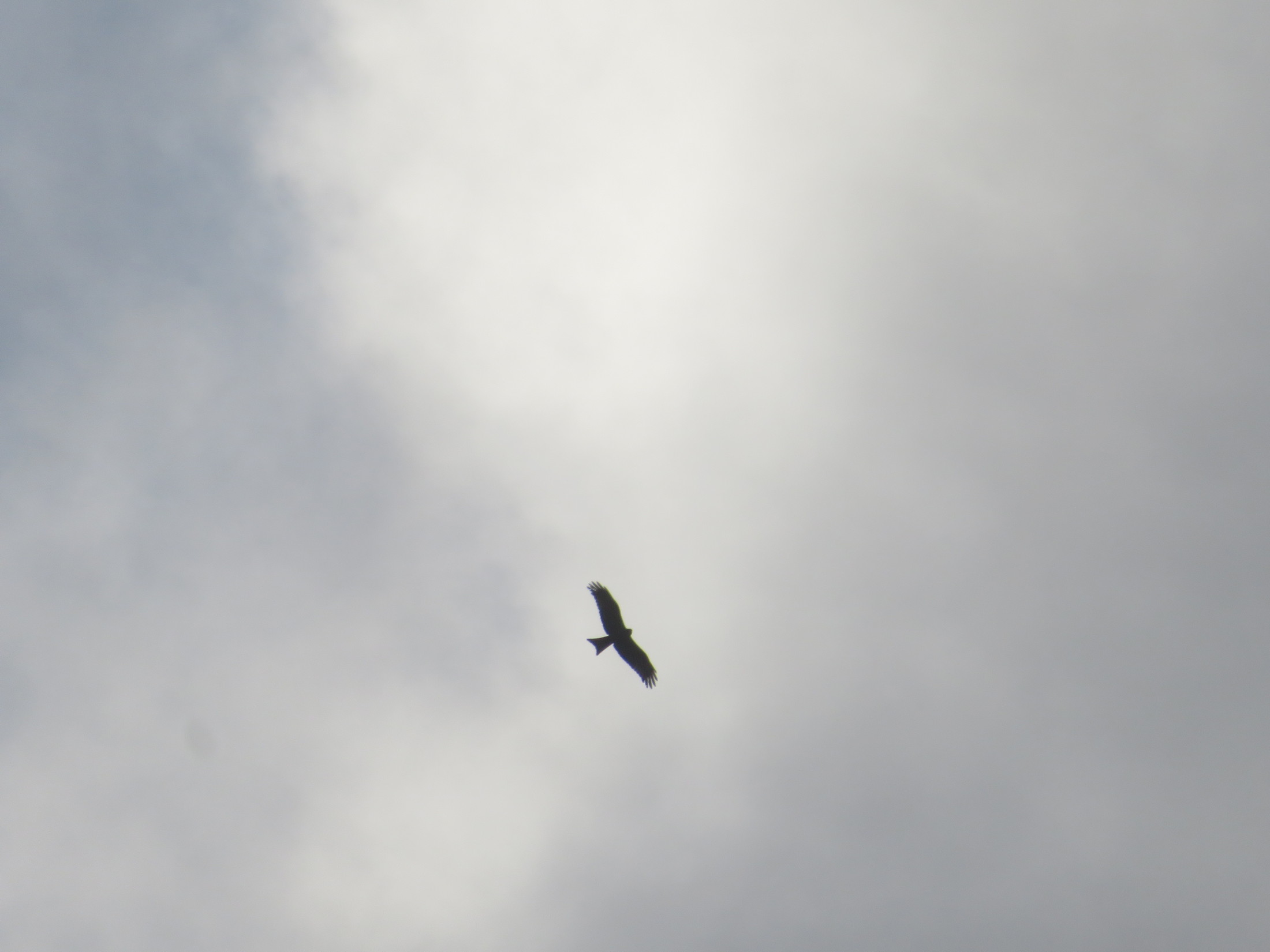 IMG_1006.JPG