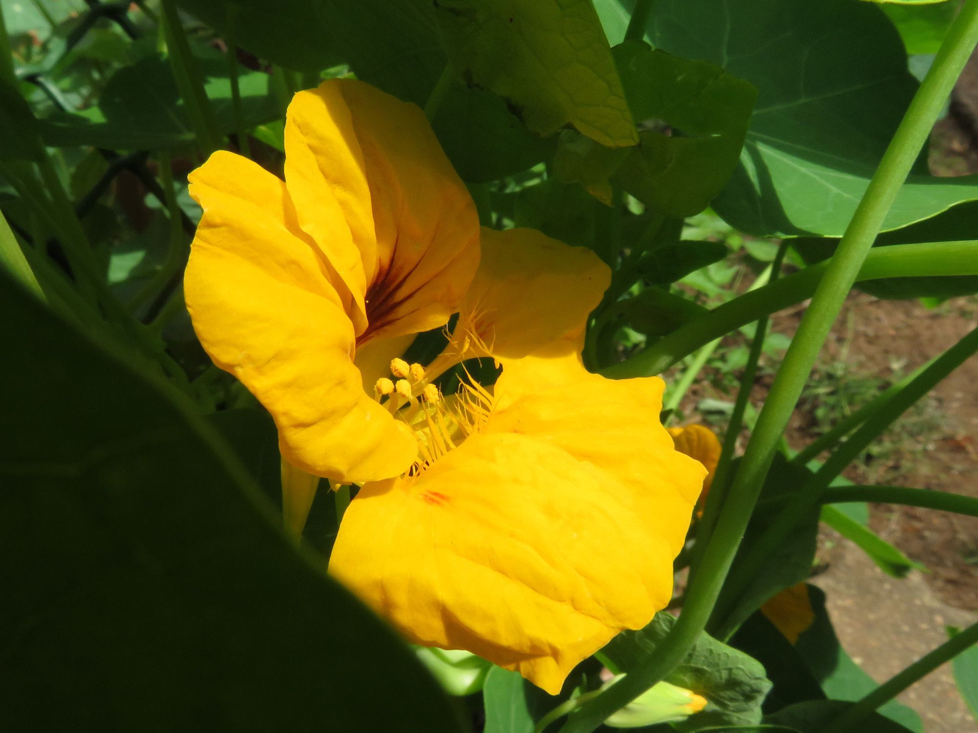 9173-Flower.JPG