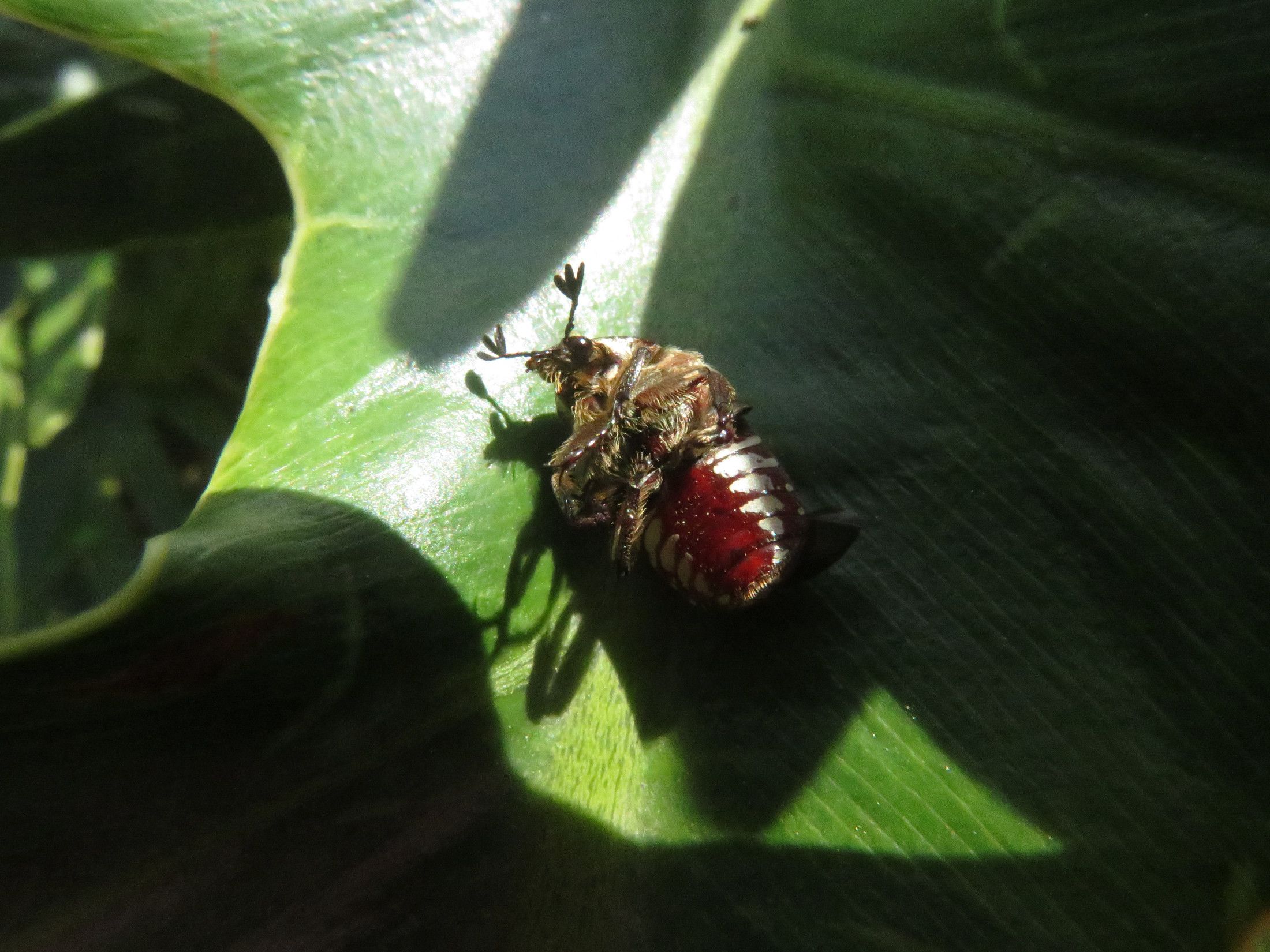 3983-Beetle.JPG