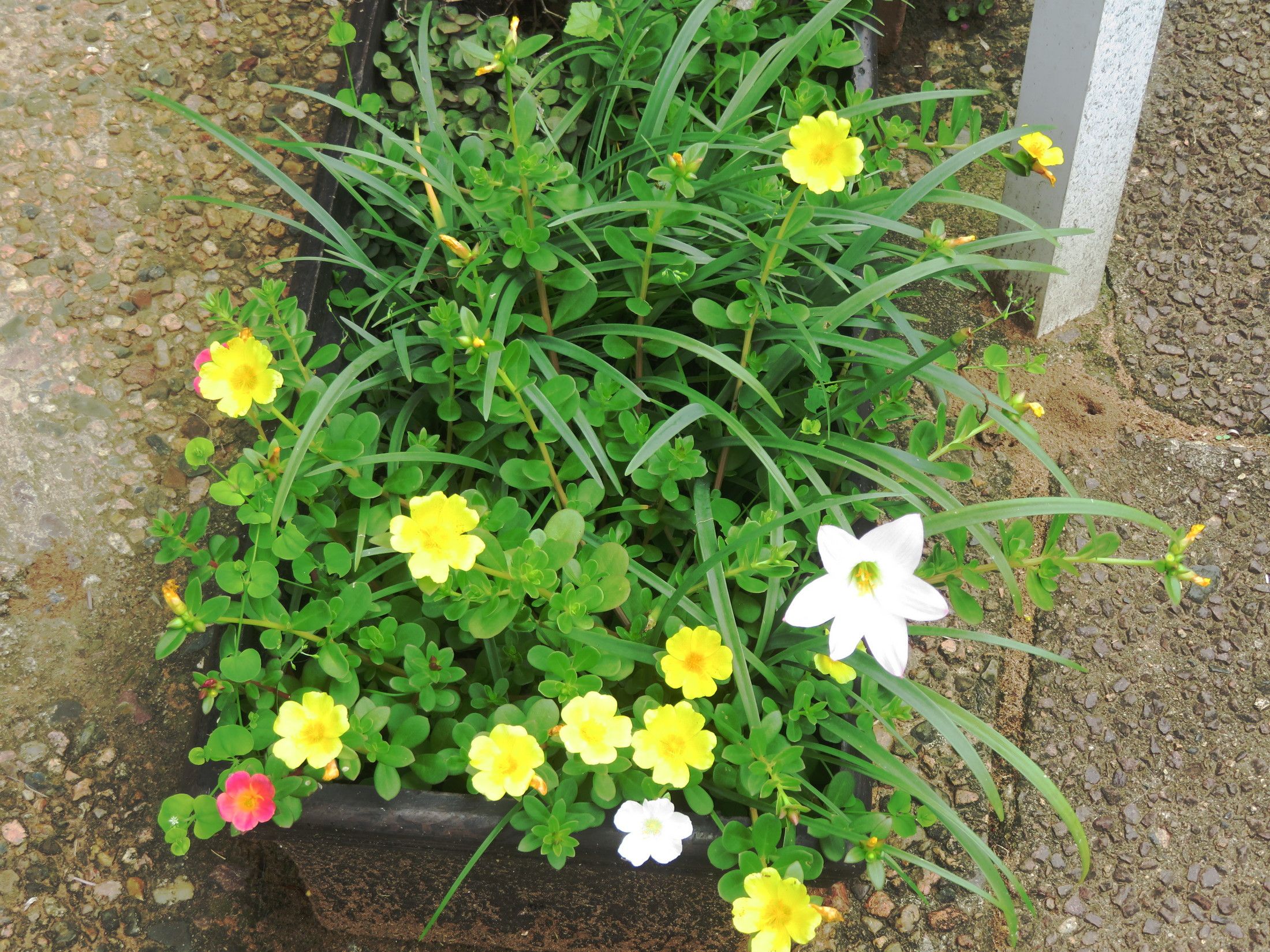 Yellow-Pink-White.JPG