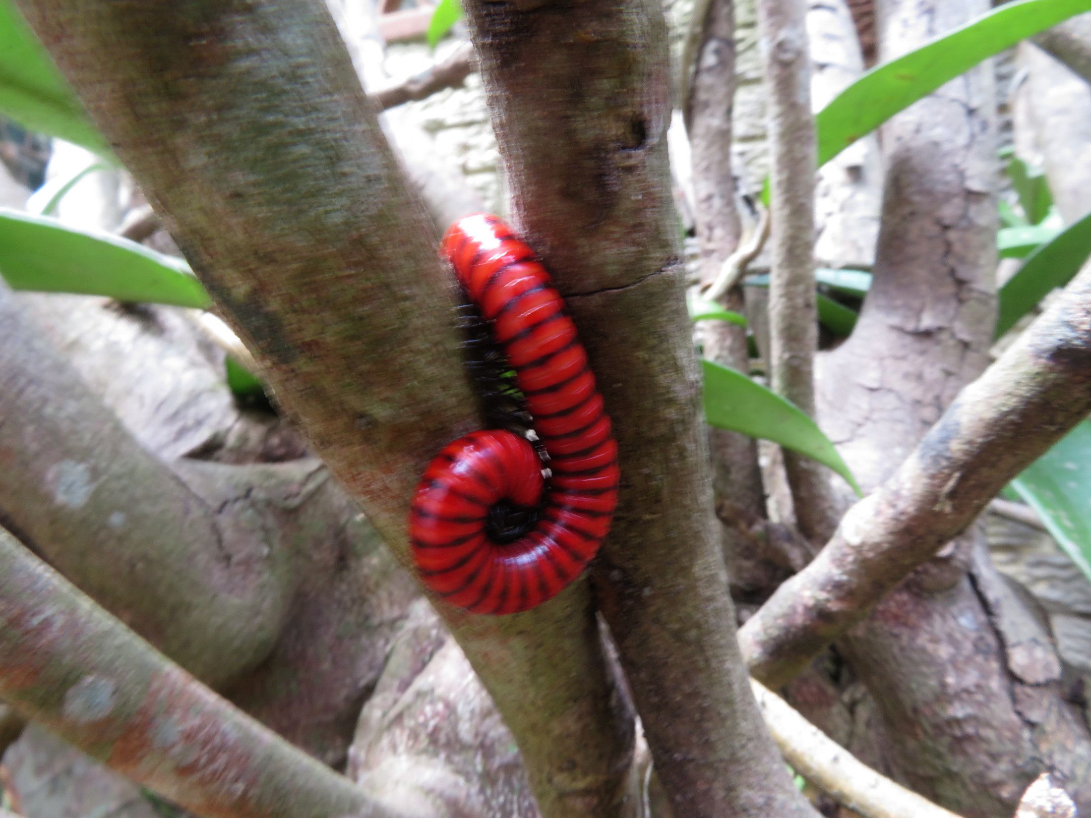 3972-RedMillipede.JPG