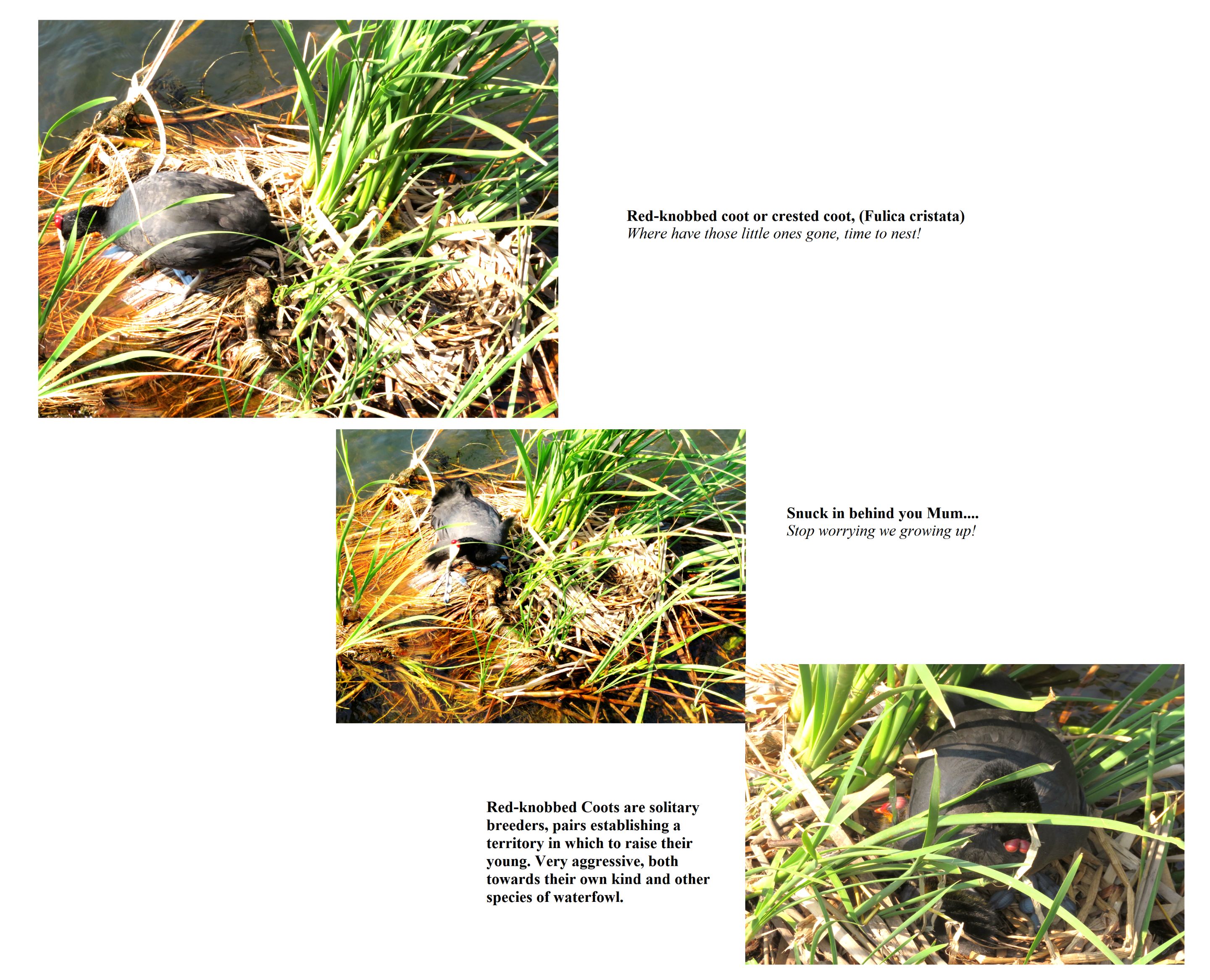 Knobhead-Coot.png