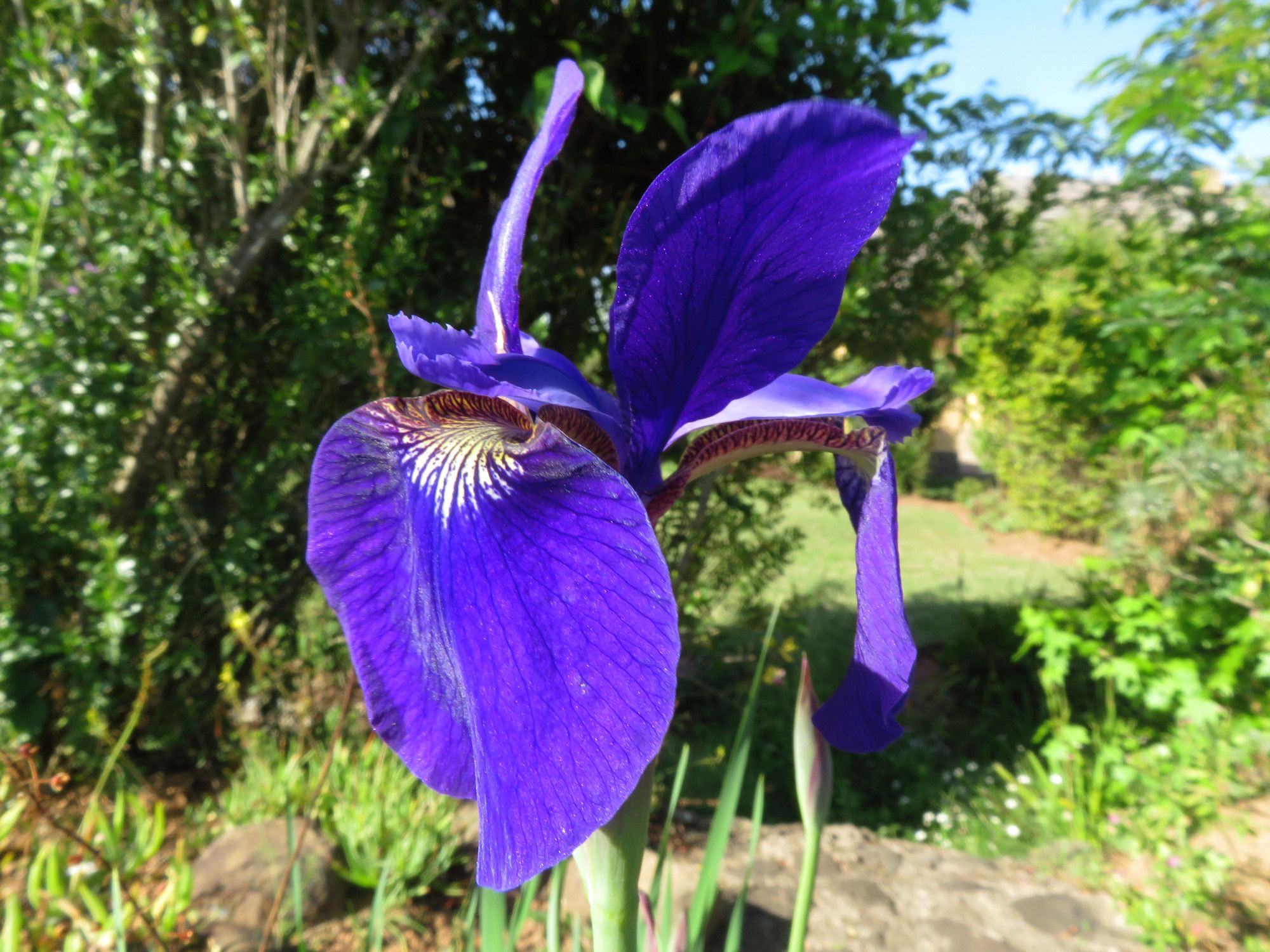 0892-Iris.JPG