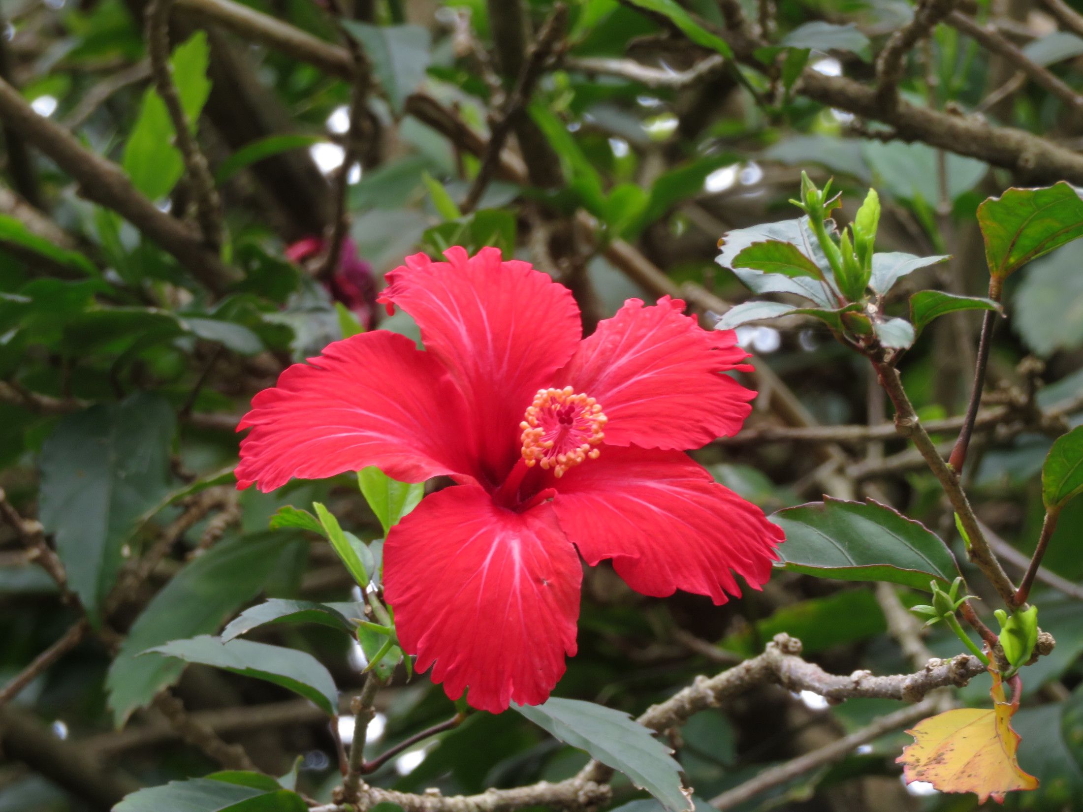 3967-Rose of China (Hibiscus rosa-sinensis).JPG