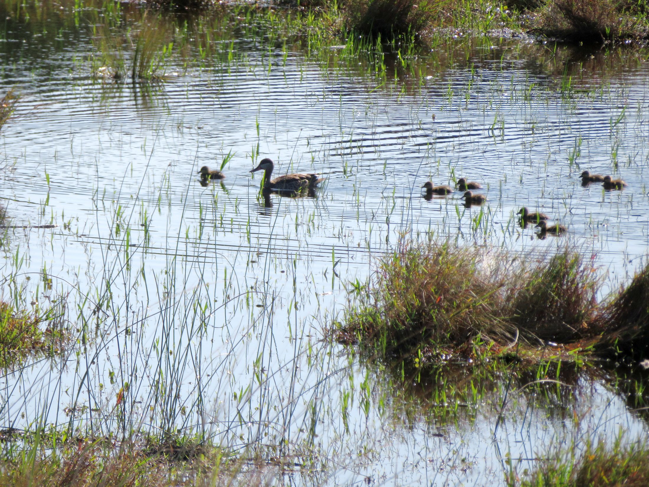 IMG_8461-Duck_StLucia.JPG