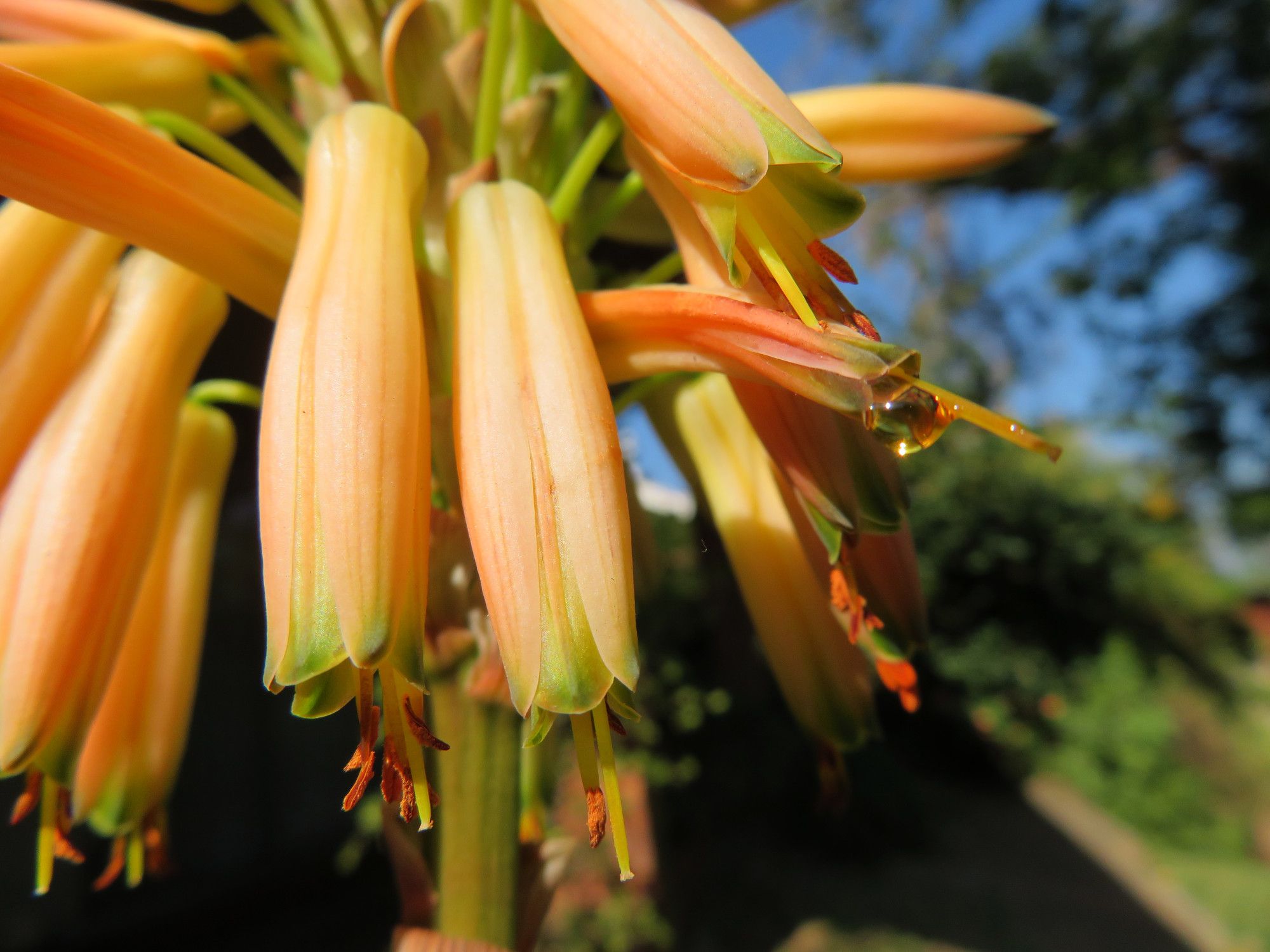 0676-AloeFlower.JPG