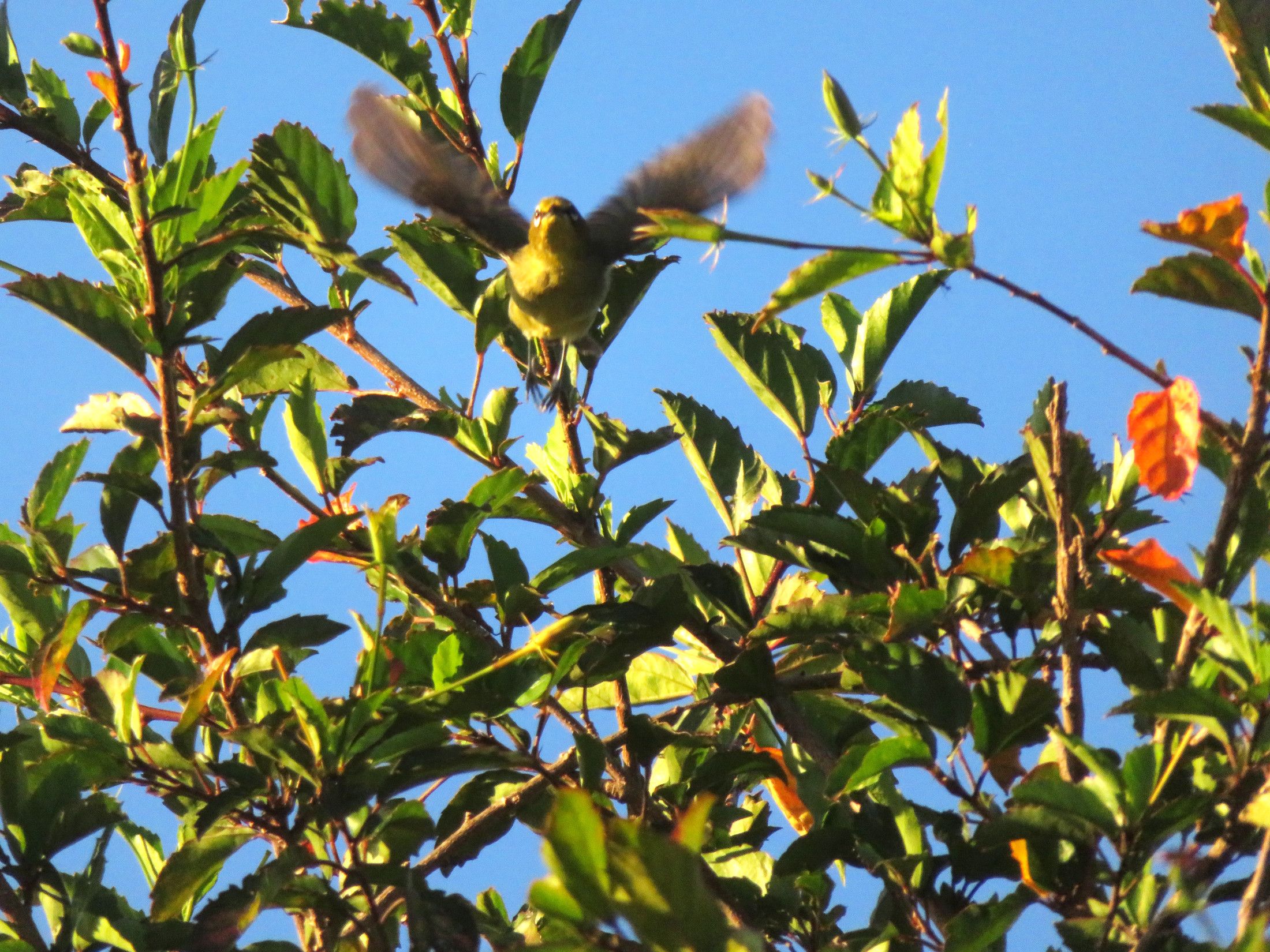 5432-WhiteEye-StretcingWings.JPG