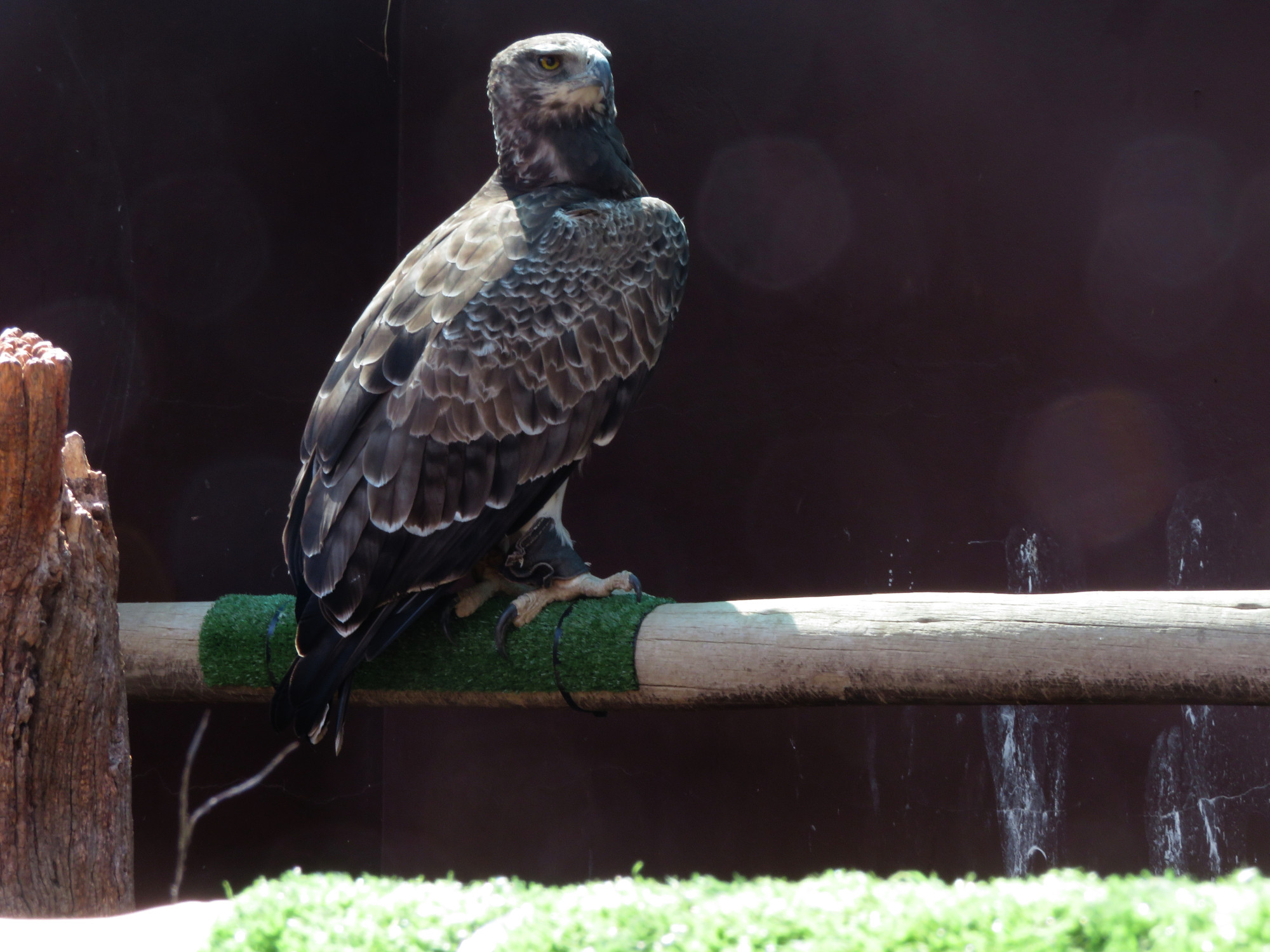0546MartialEagle.JPG