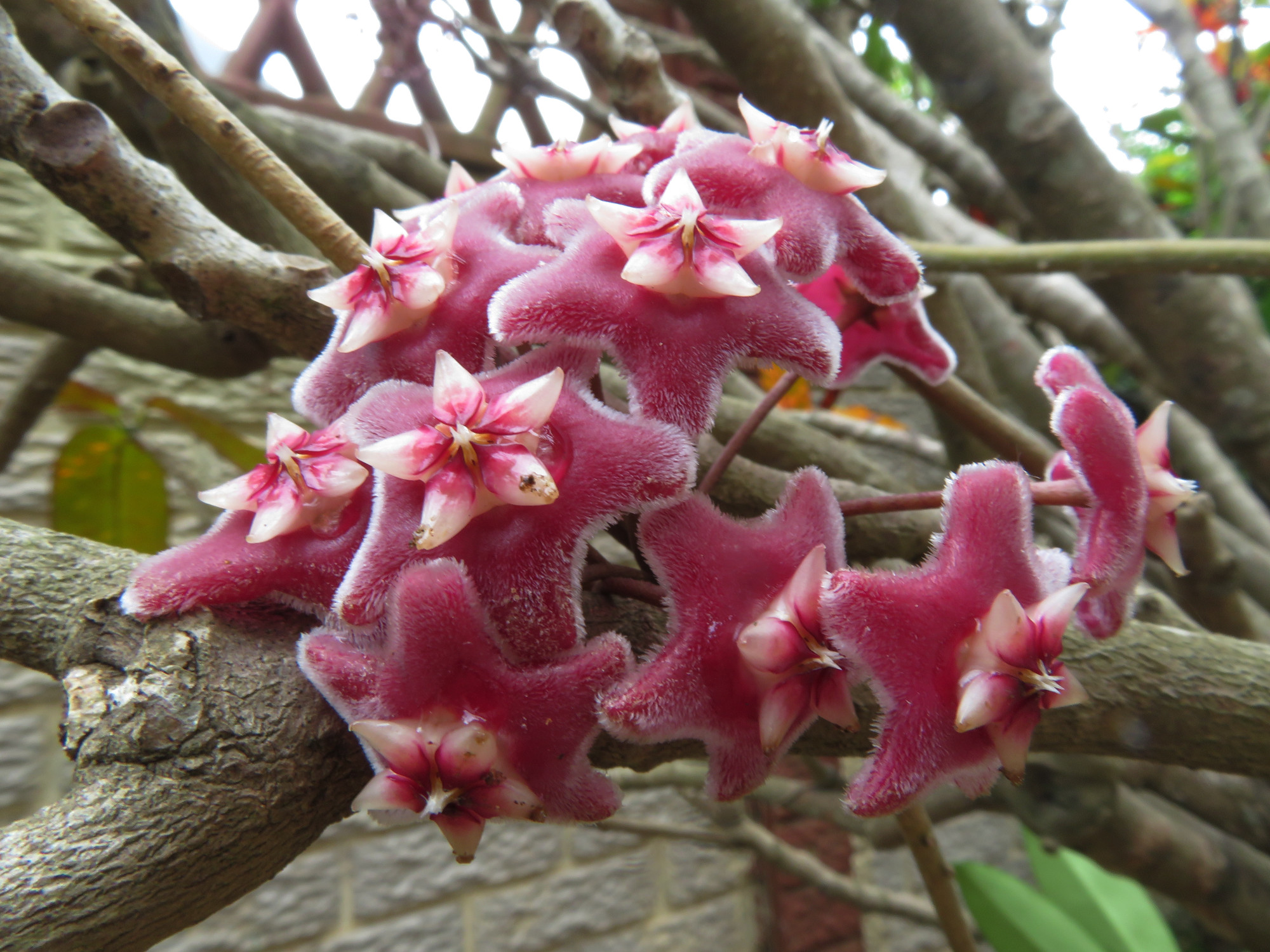 6686PinkFlowers.JPG